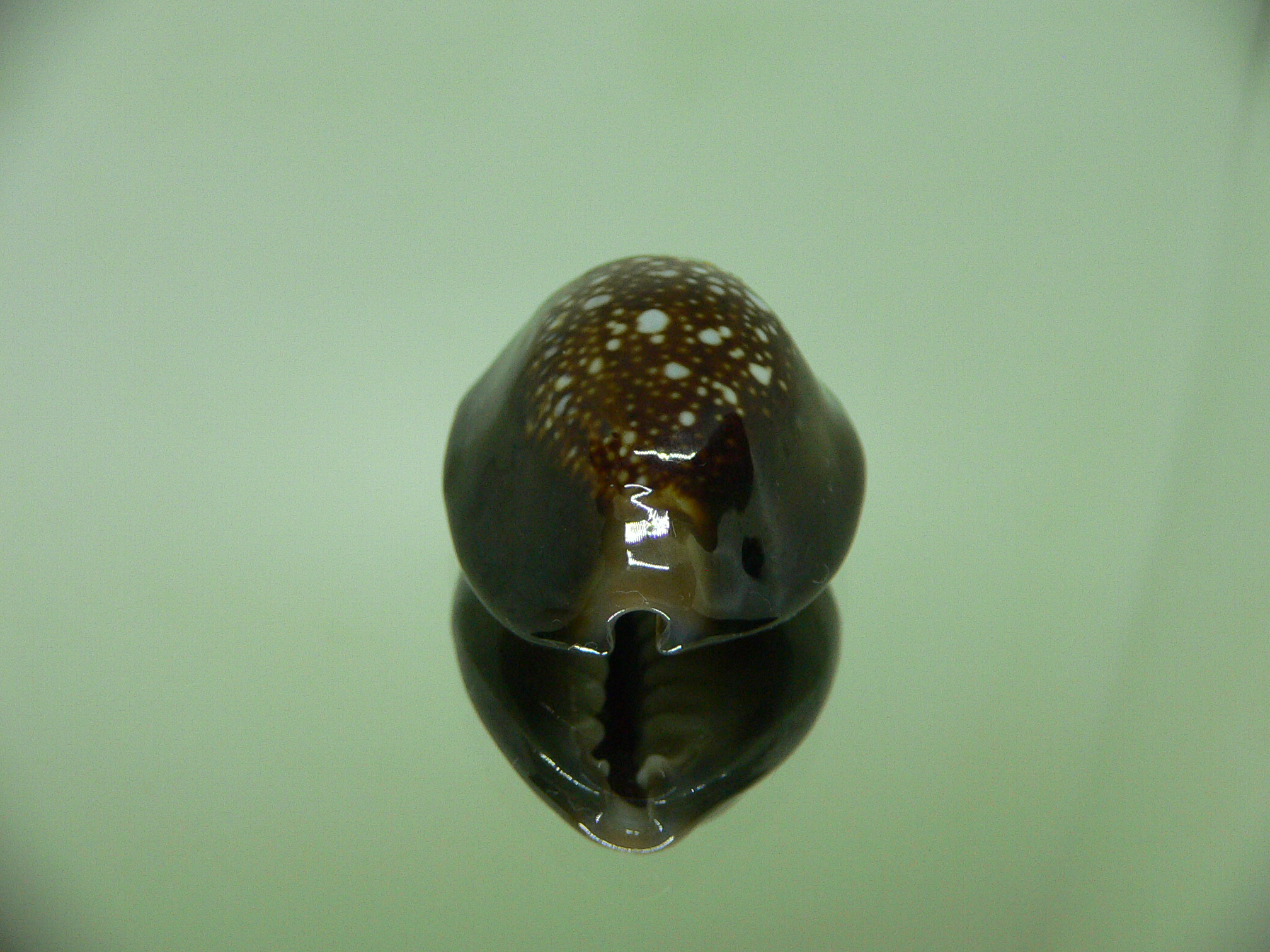 Cypraea caputserpentis argentata (var.) FREAK