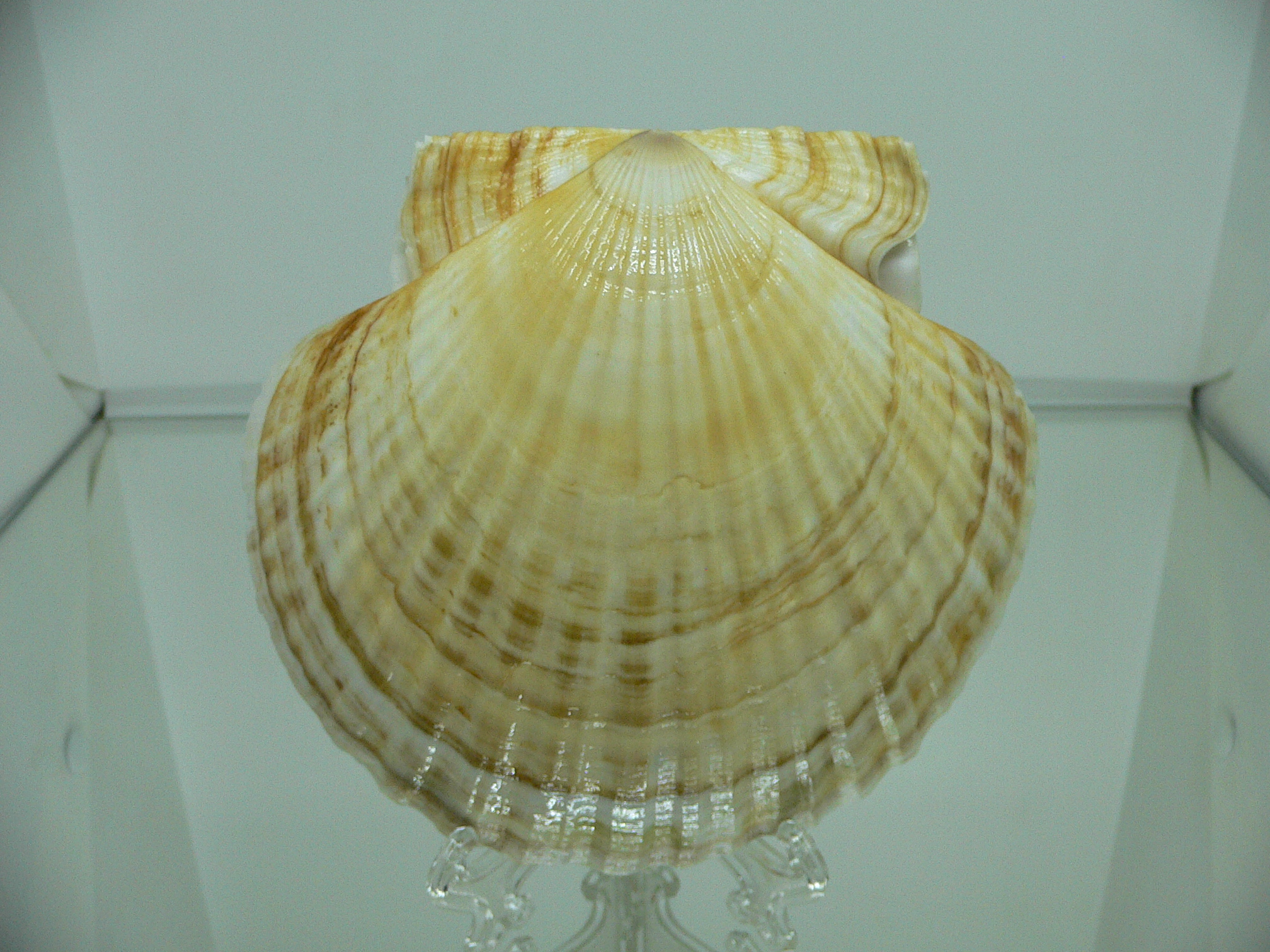 Patinopecten yessoensis MOTLEY