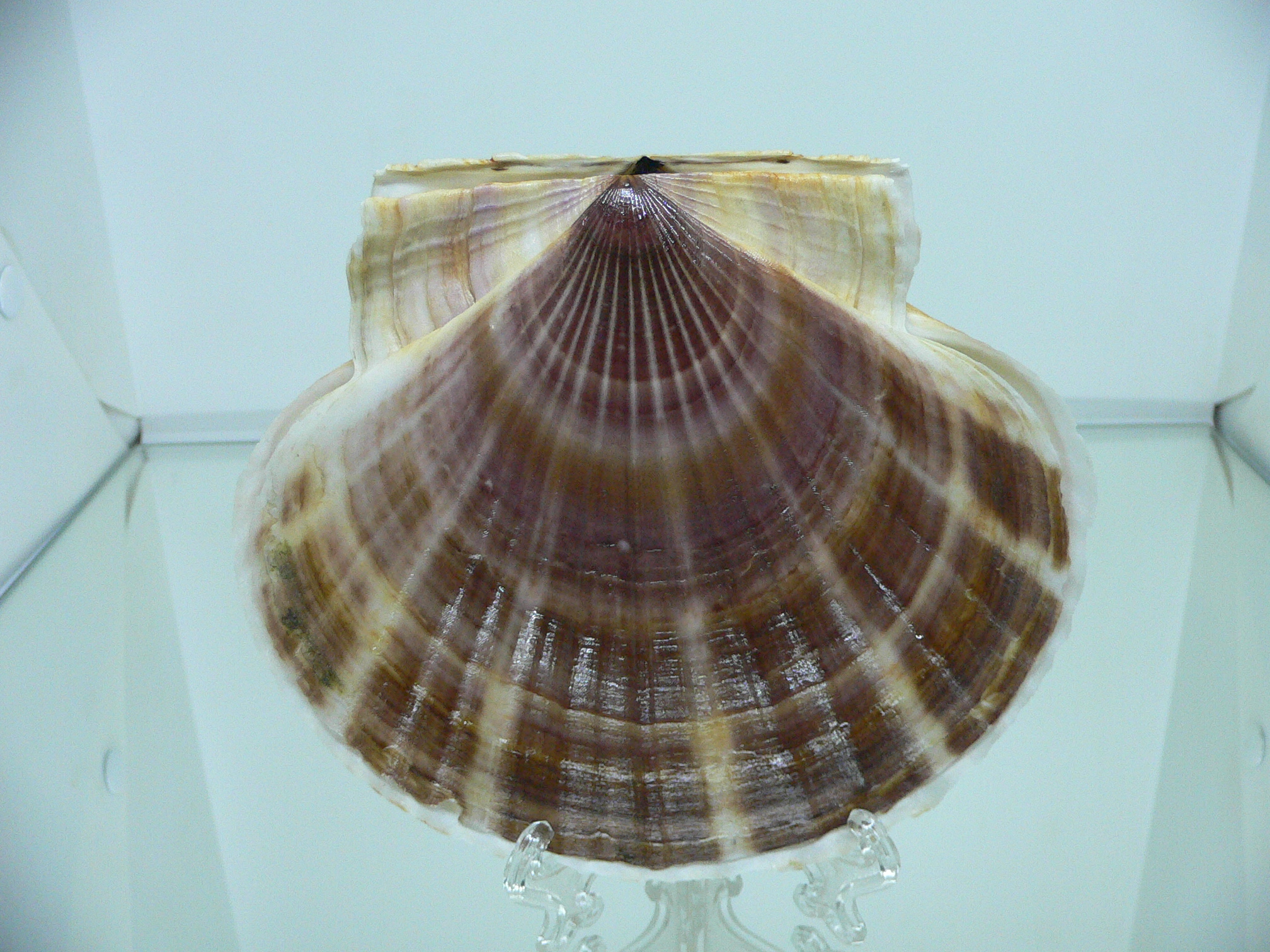Patinopecten yessoensis MOTLEY