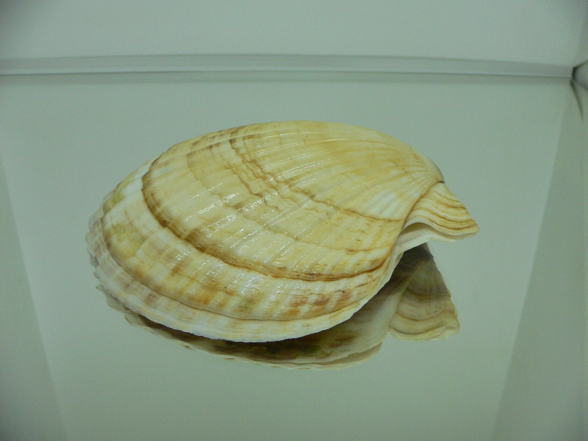 Patinopecten yessoensis MOTLEY