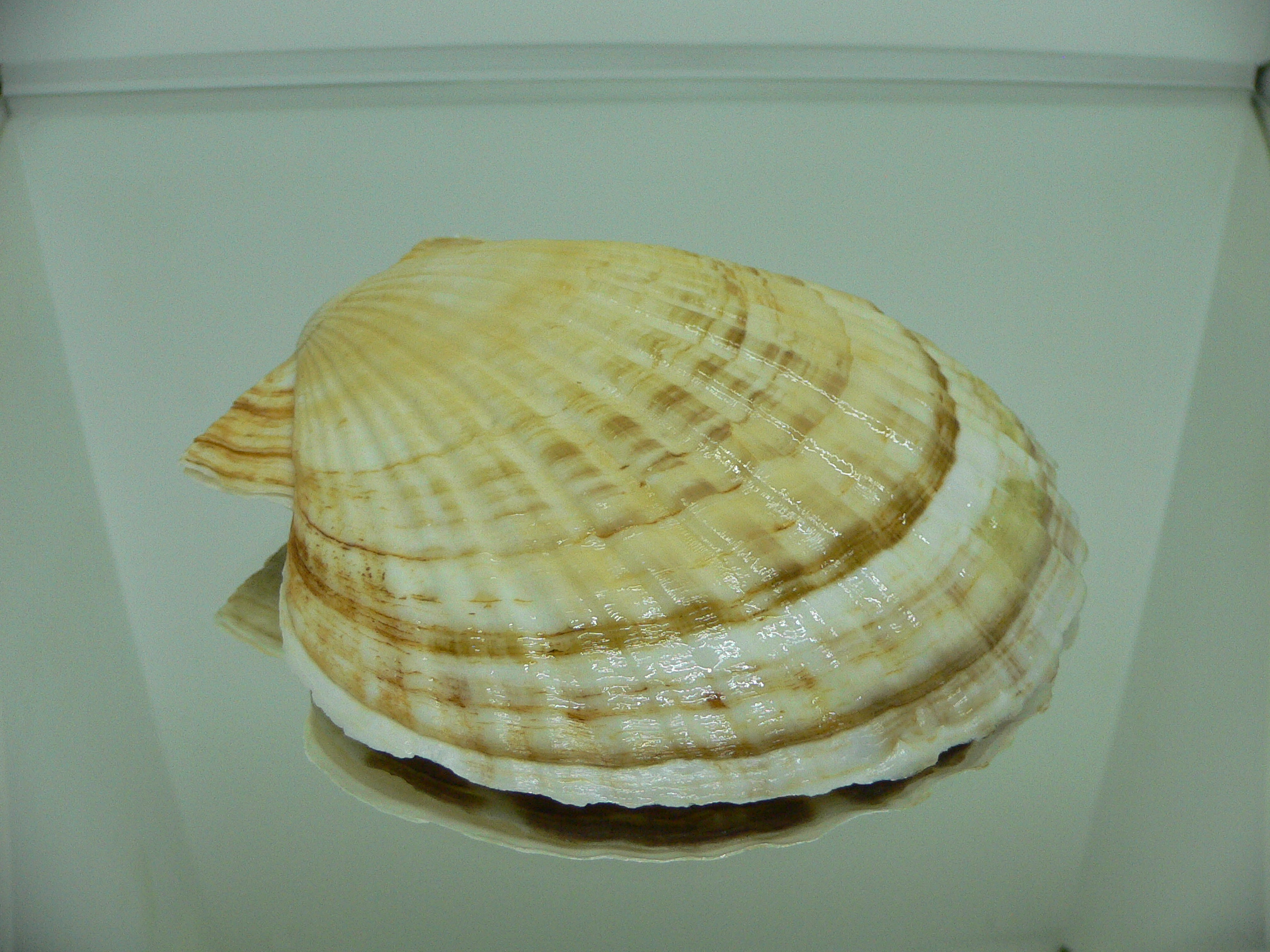 Patinopecten yessoensis MOTLEY