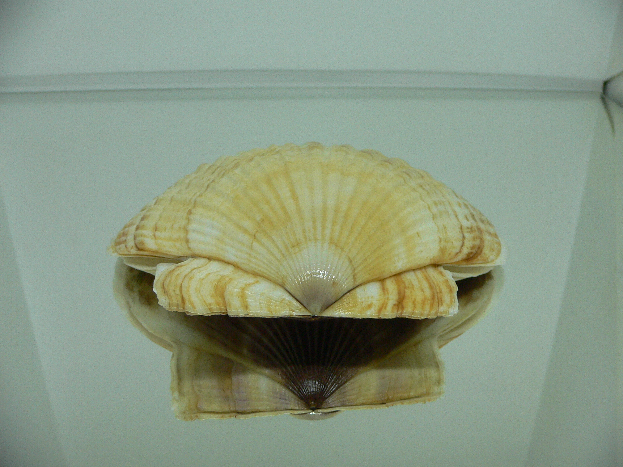 Patinopecten yessoensis MOTLEY