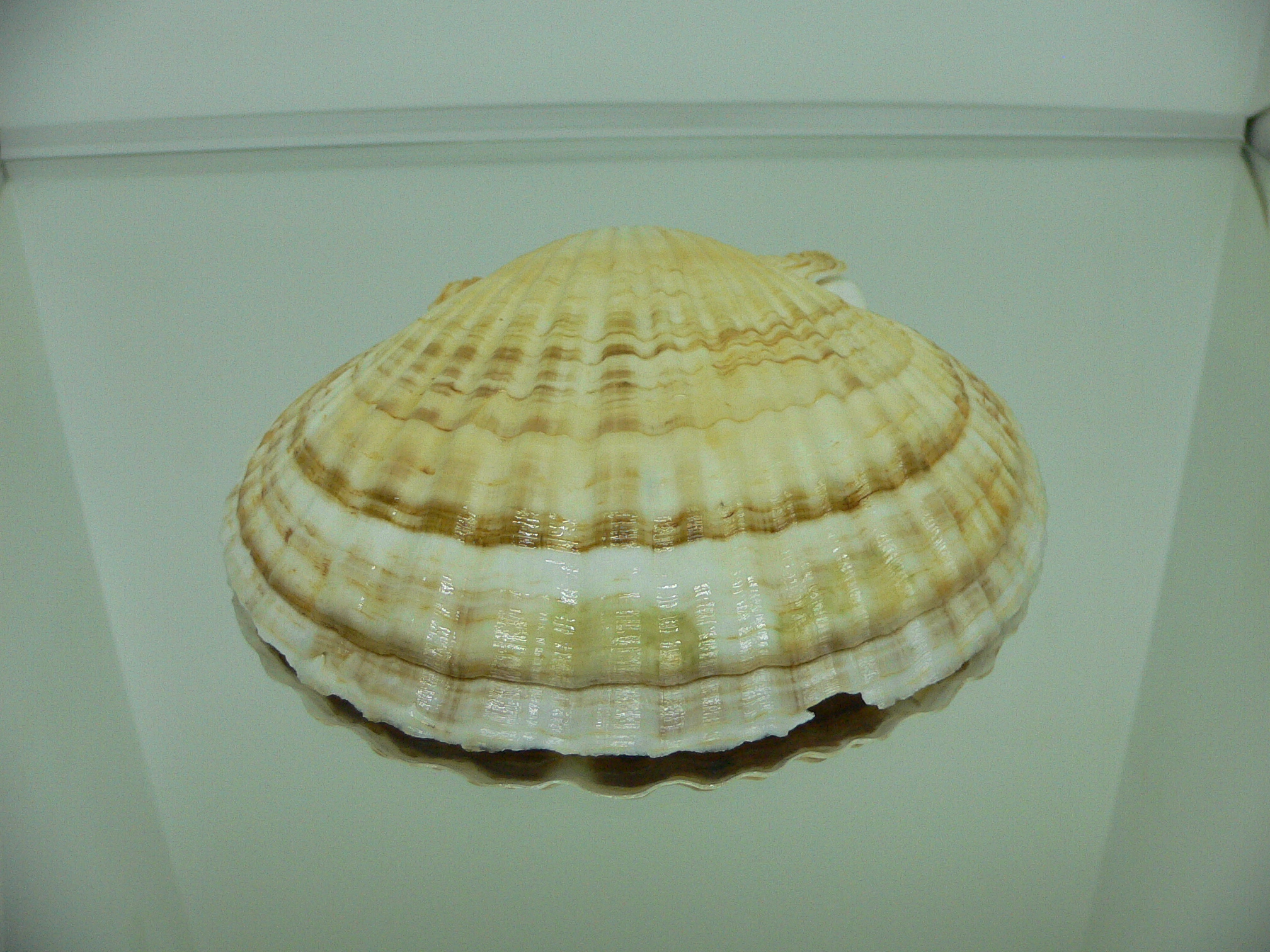Patinopecten yessoensis MOTLEY