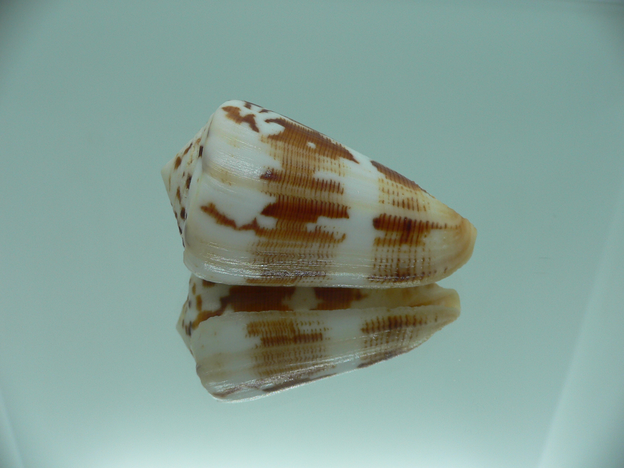 Conus striatellus