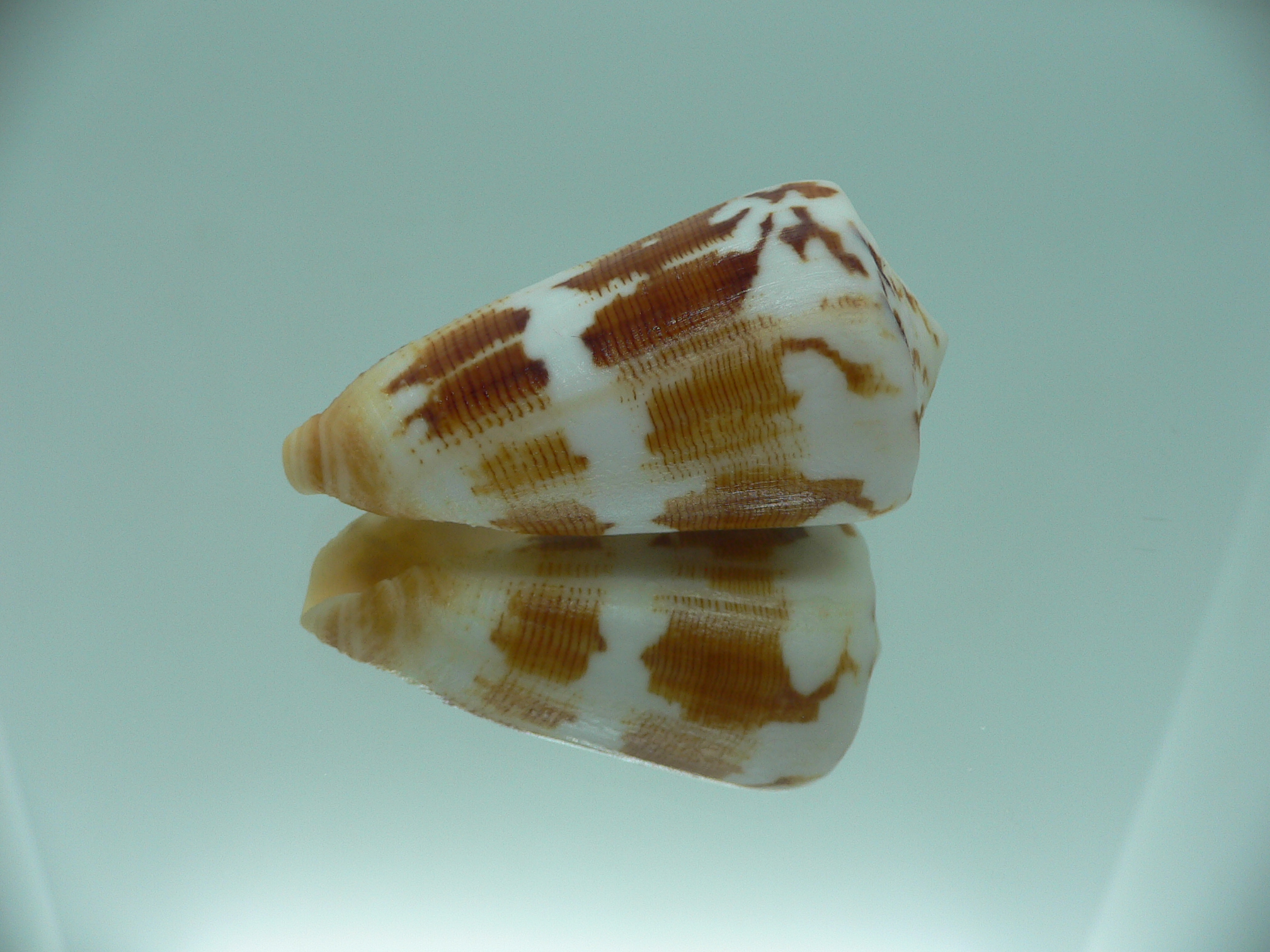 Conus striatellus