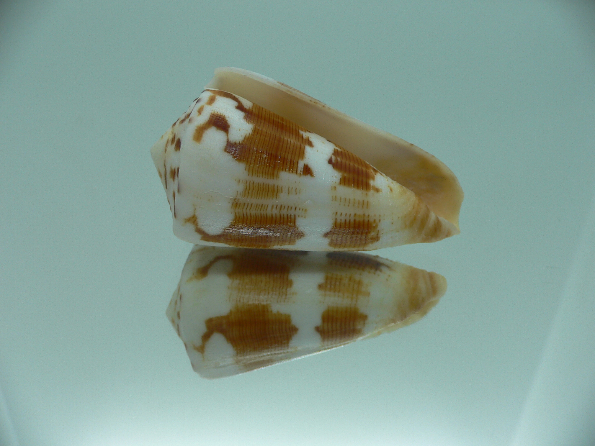 Conus striatellus