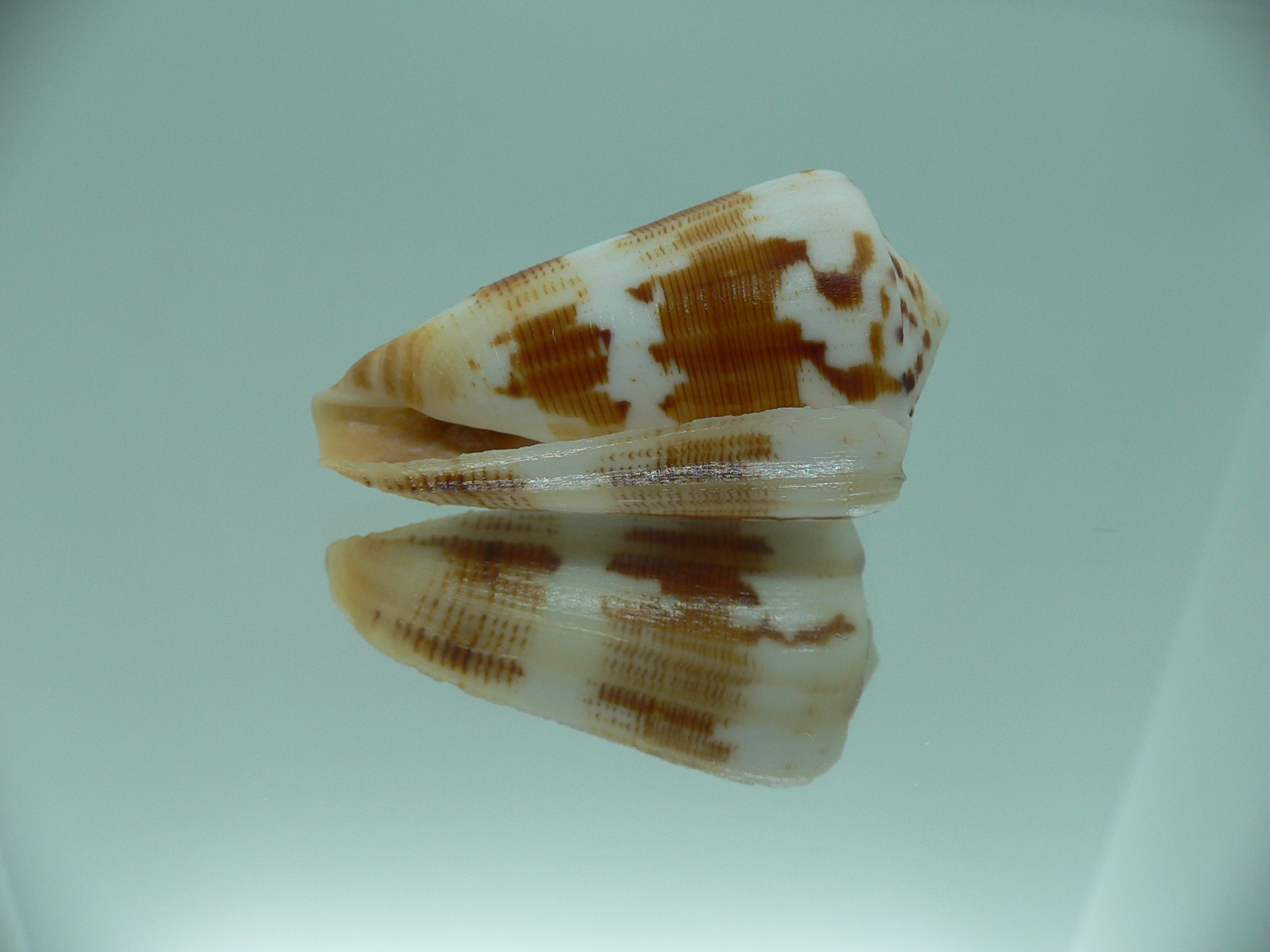 Conus striatellus