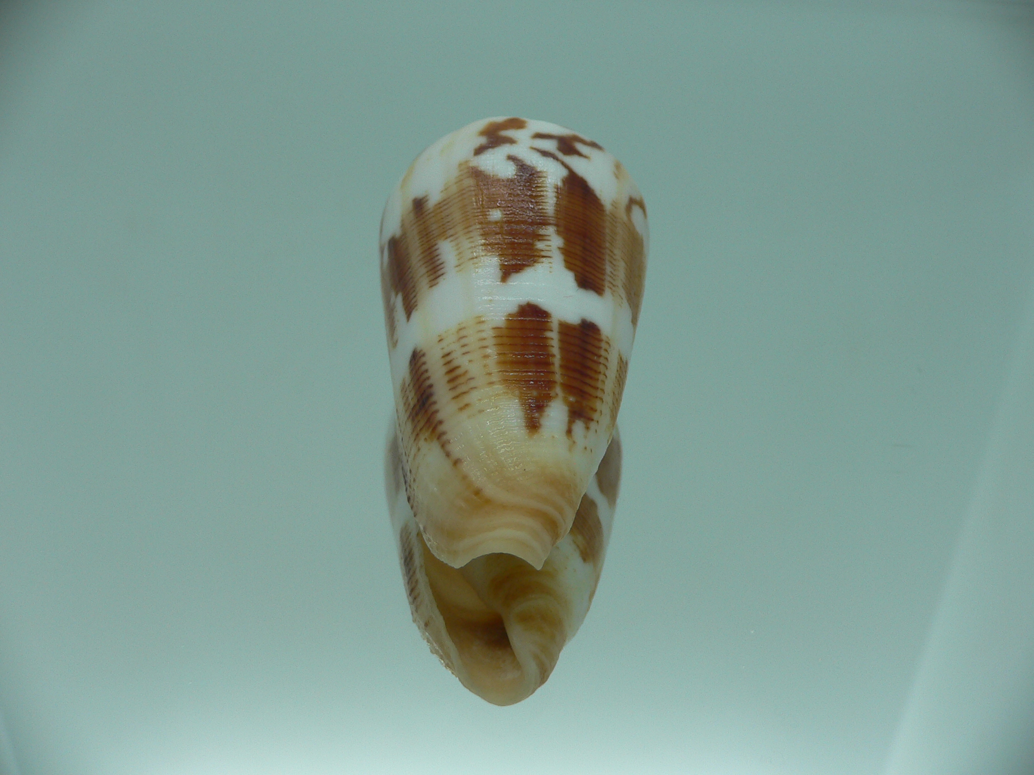 Conus striatellus