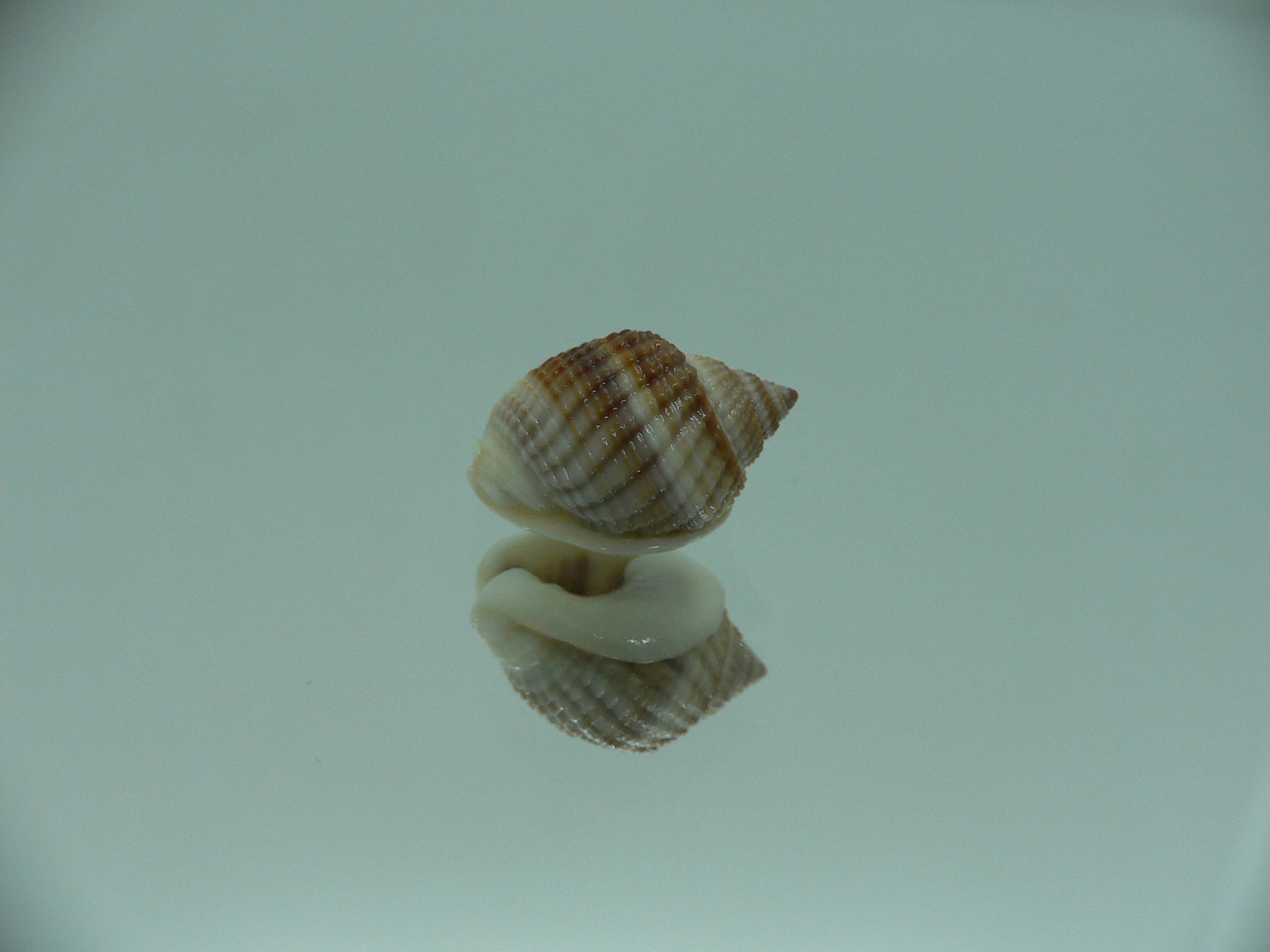 Nassarius elegantissimus WHITE LIP