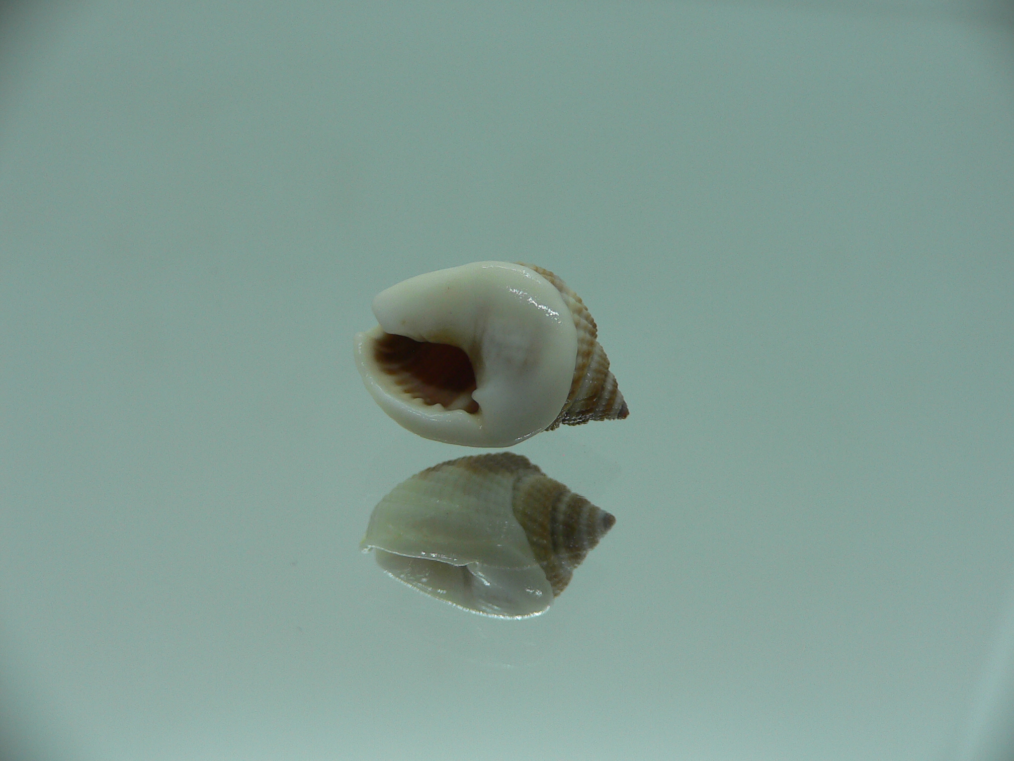 Nassarius elegantissimus WHITE LIP