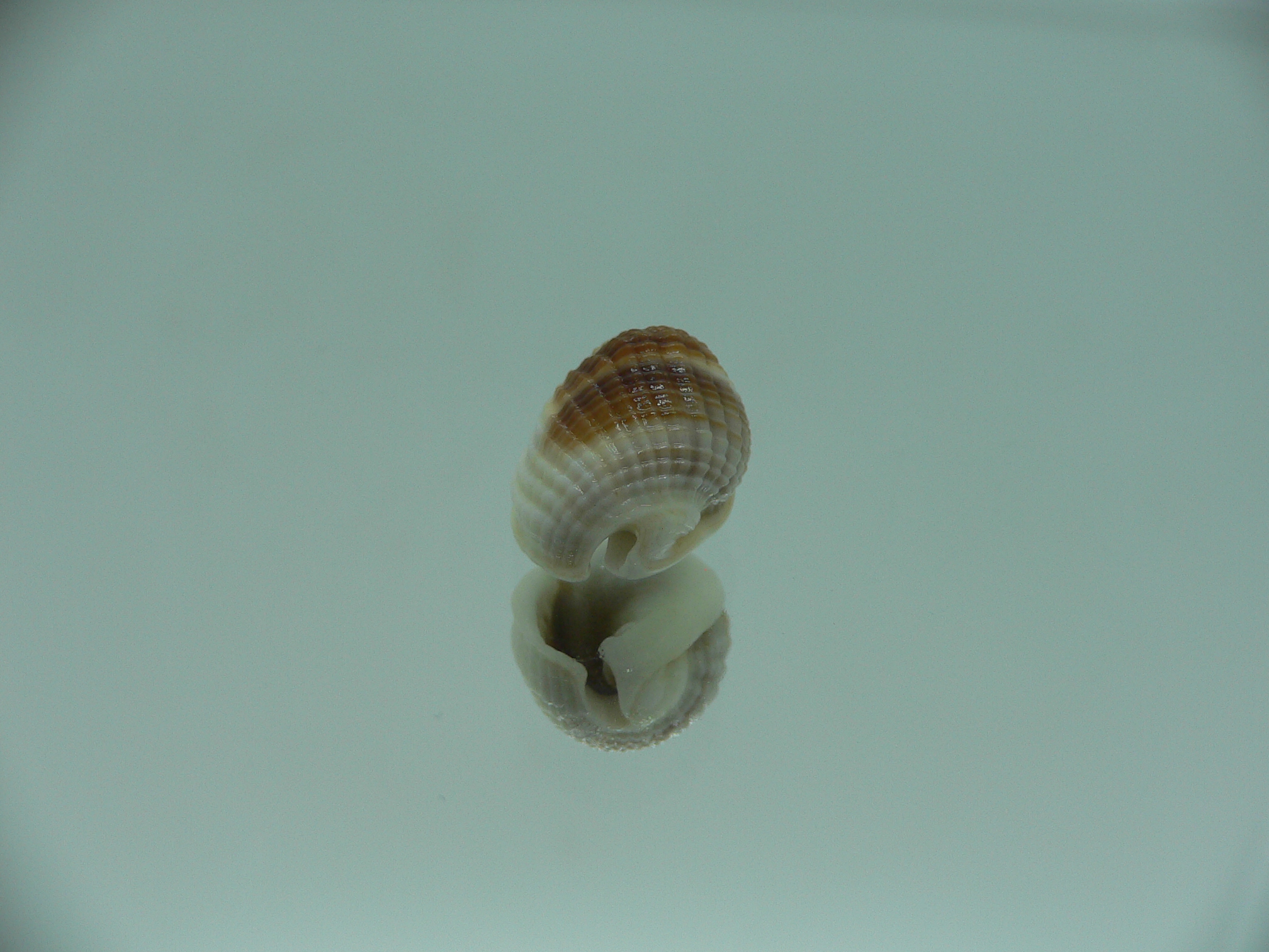 Nassarius elegantissimus WHITE LIP