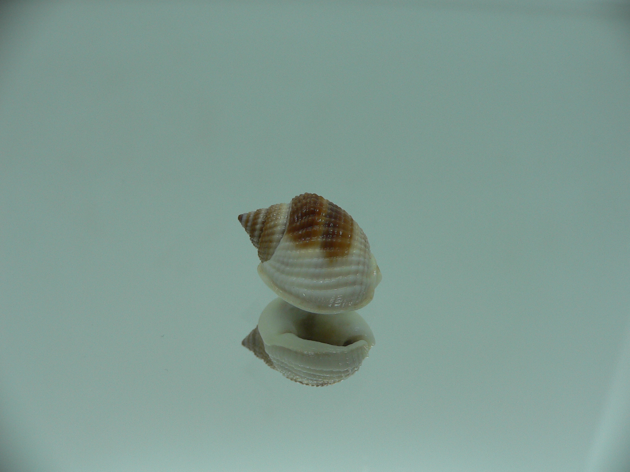 Nassarius elegantissimus WHITE LIP