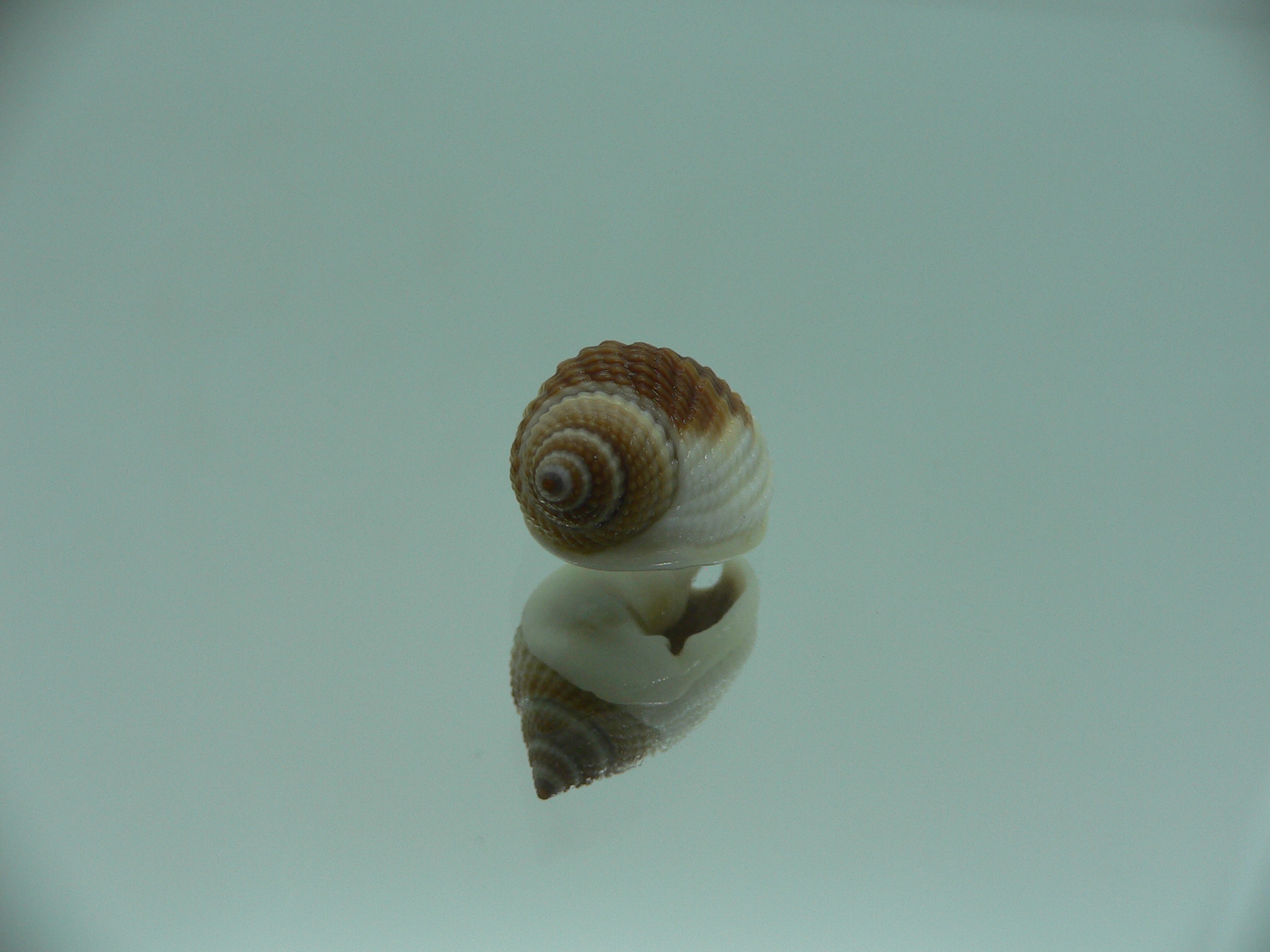 Nassarius elegantissimus WHITE LIP