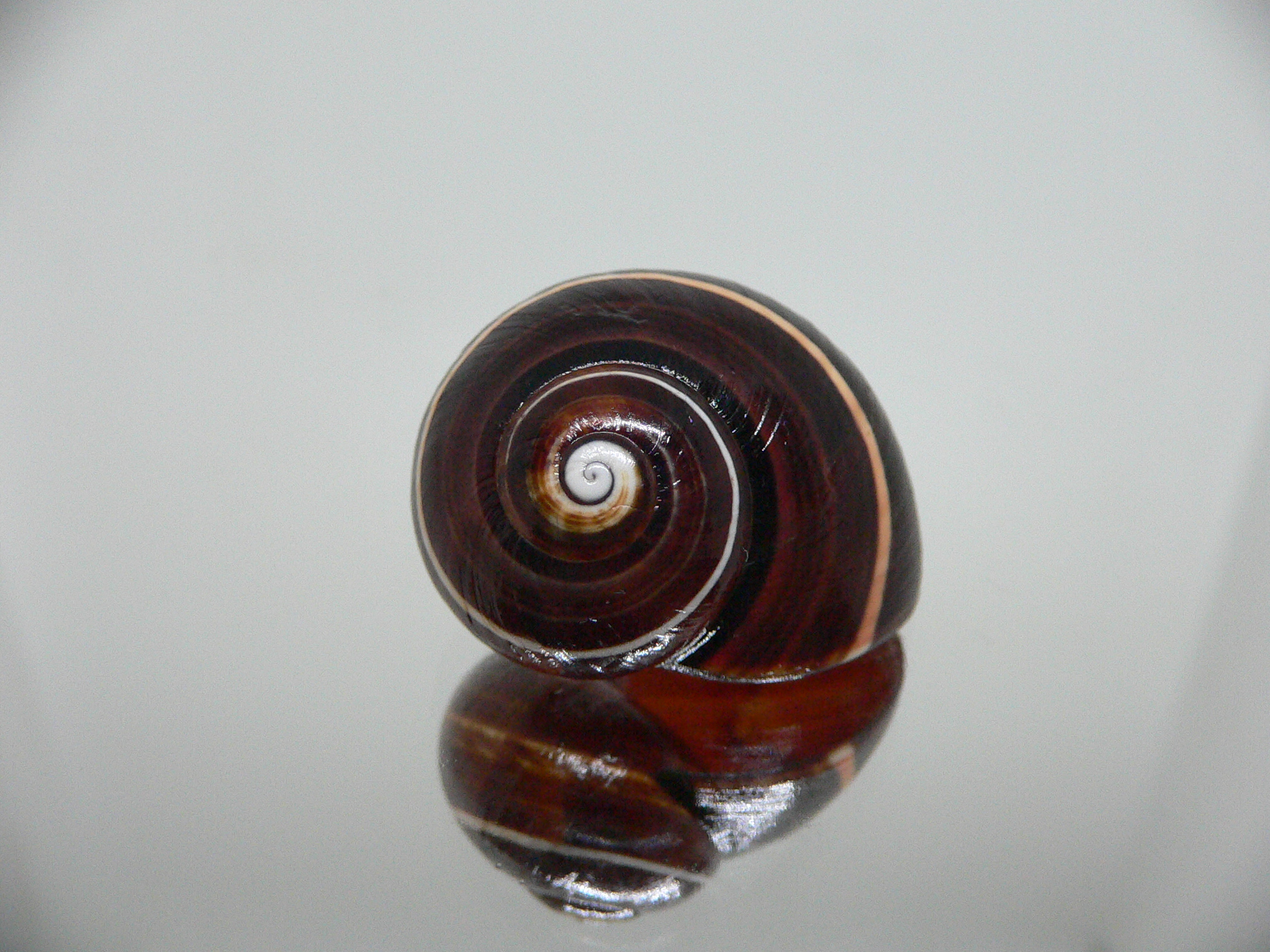 Polymita picta iolimbata RARE & DARK