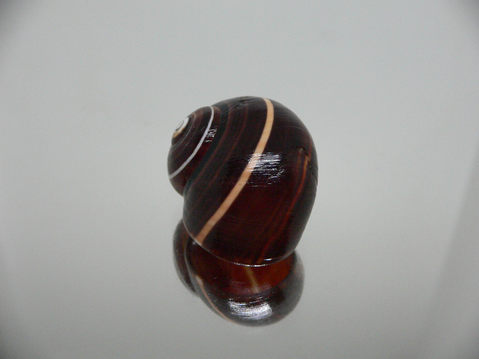 Polymita picta iolimbata RARE & DARK