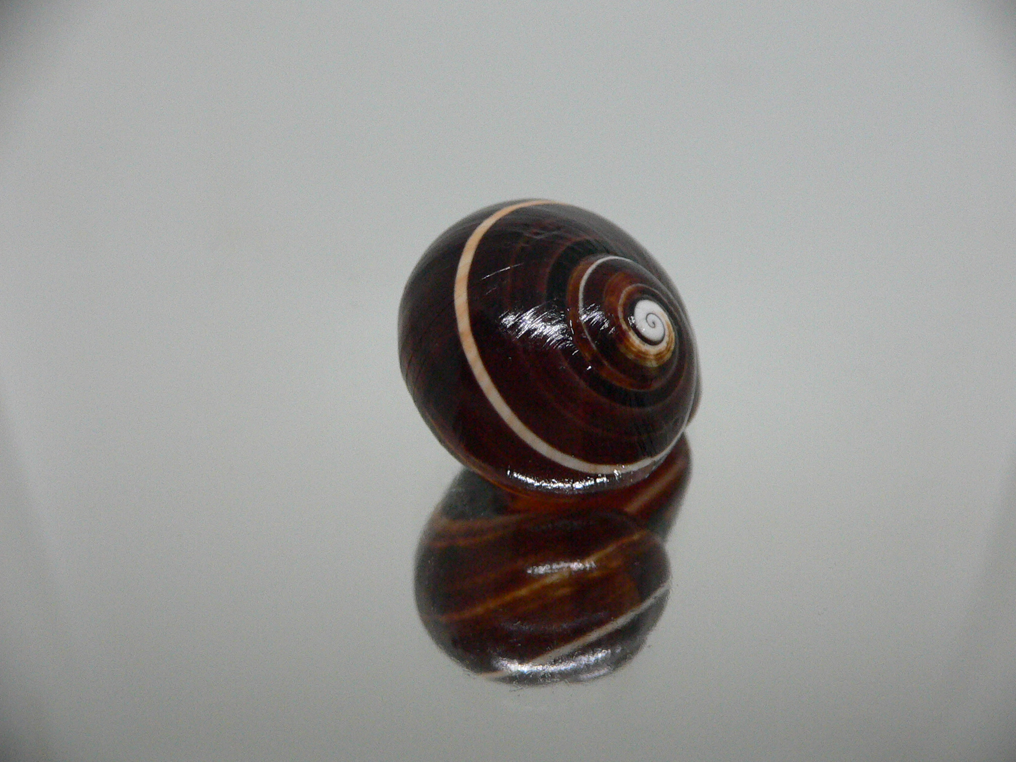 Polymita picta iolimbata RARE & DARK