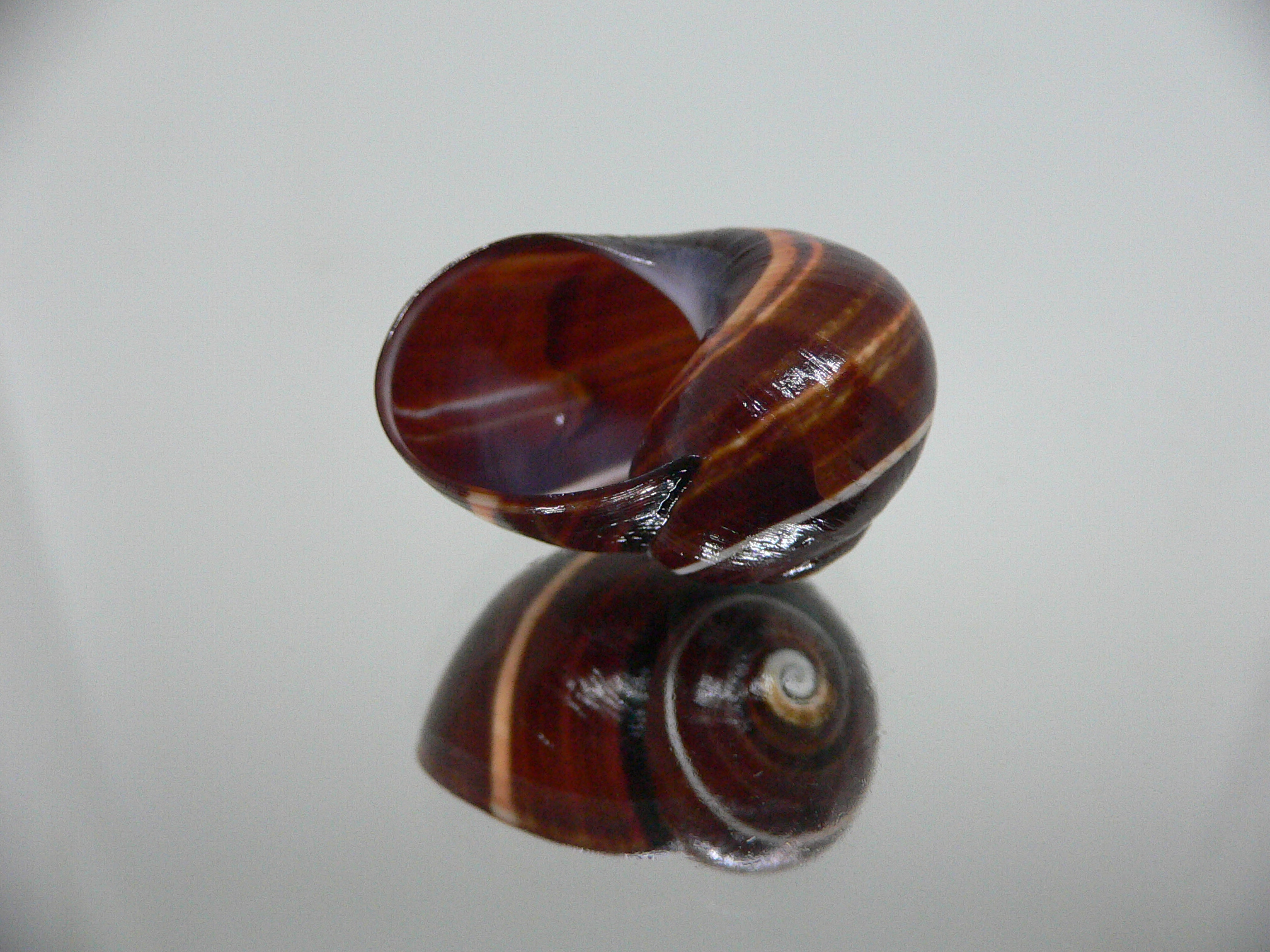 Polymita picta iolimbata RARE & DARK