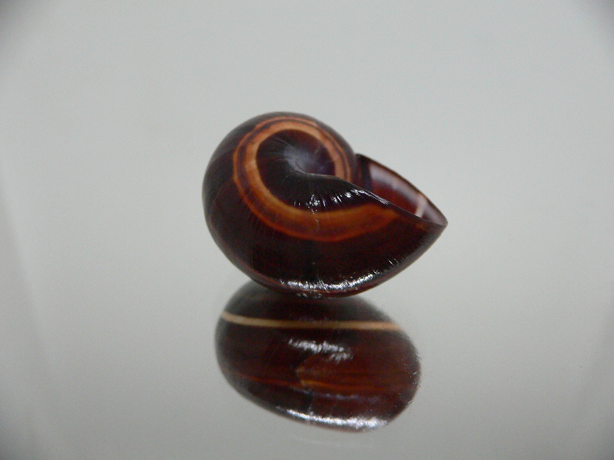 Polymita picta iolimbata RARE & DARK