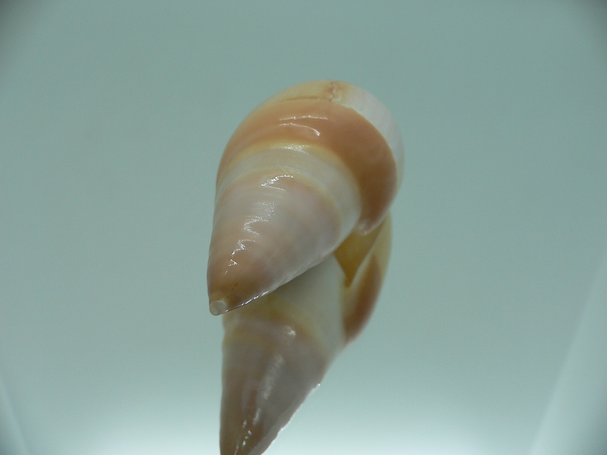 Amalda vernedei herlaari RARE ENDEMIC