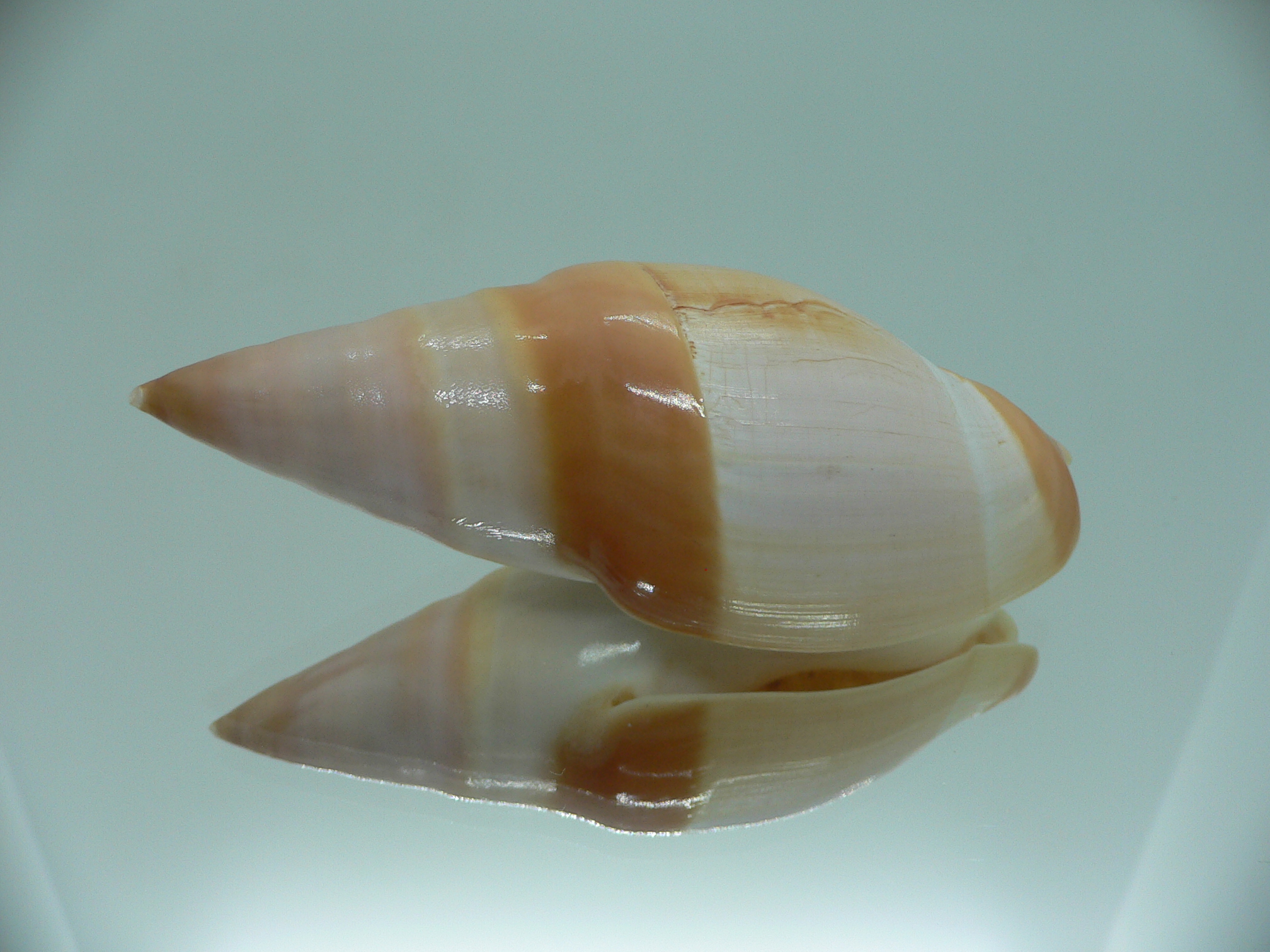 Amalda vernedei herlaari RARE ENDEMIC