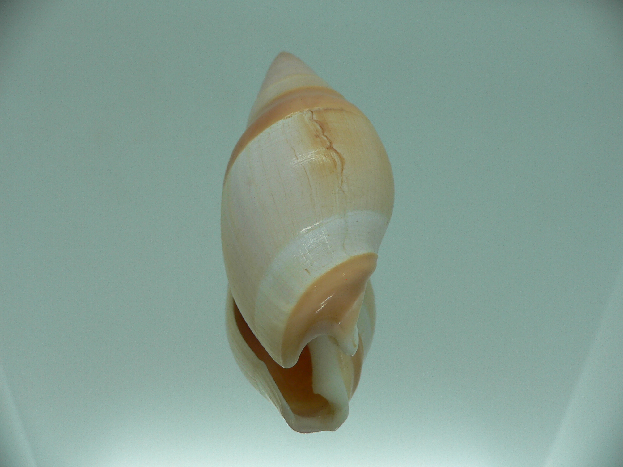 Amalda vernedei herlaari RARE ENDEMIC