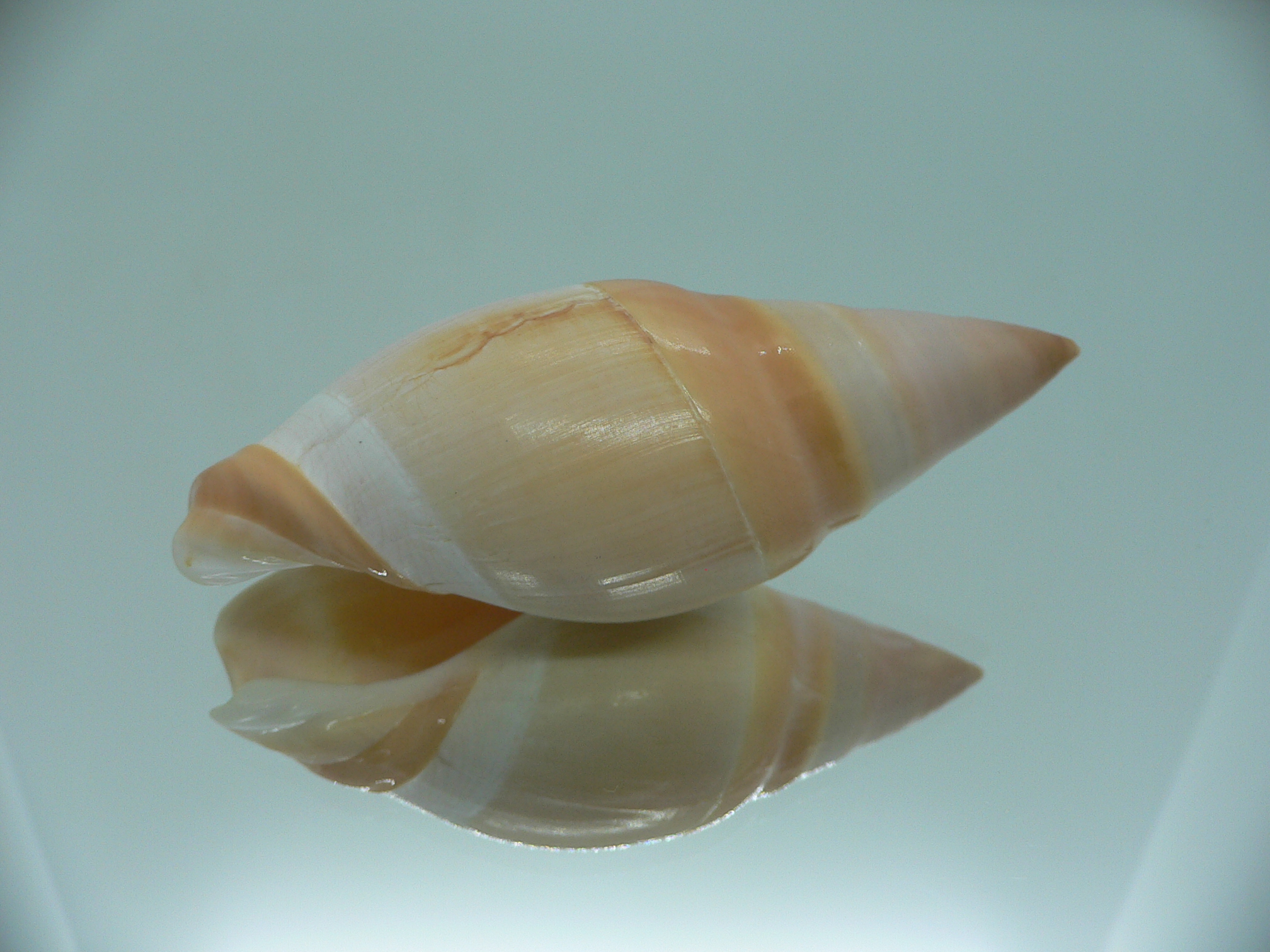 Amalda vernedei herlaari RARE ENDEMIC