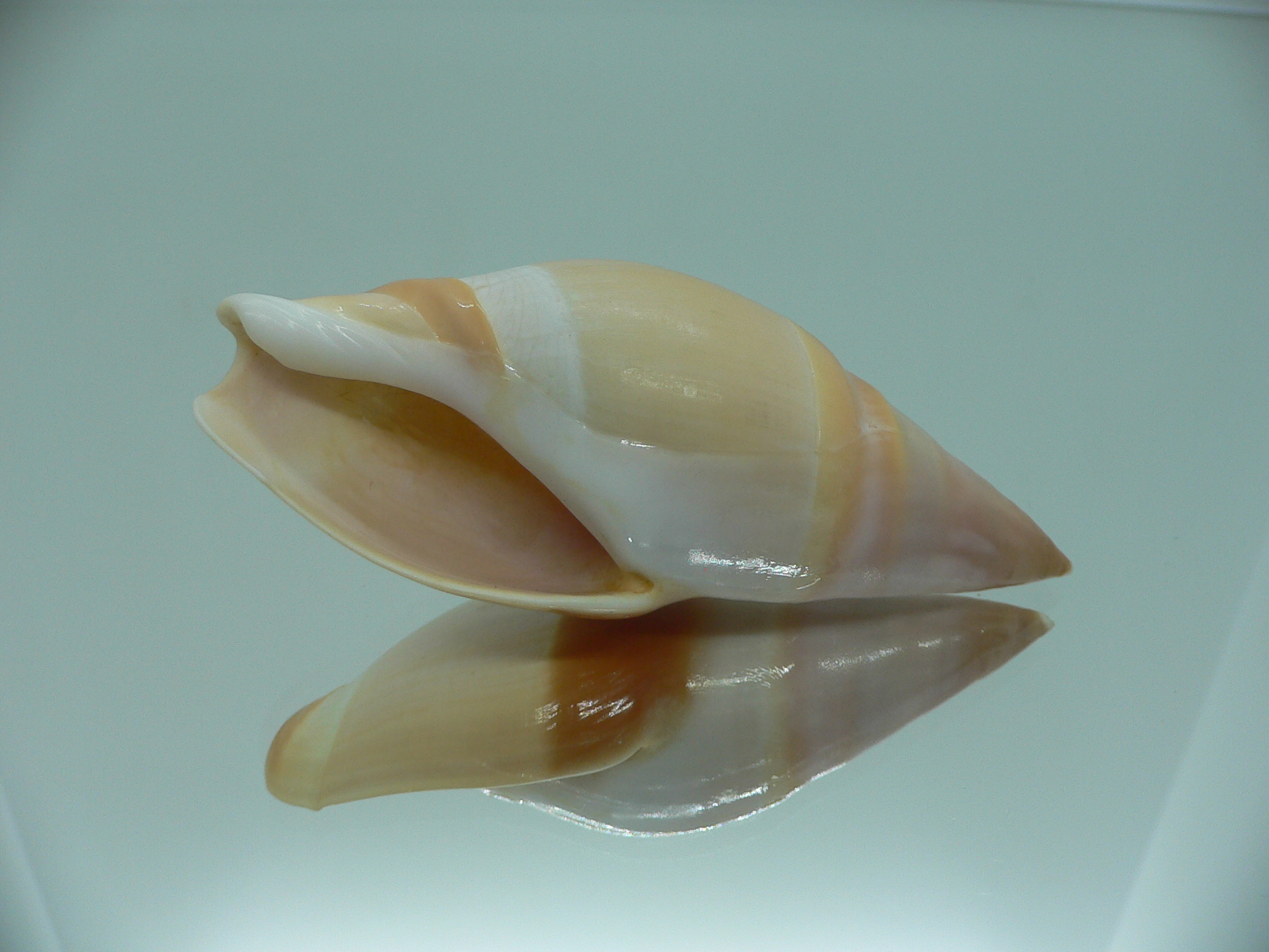 Amalda vernedei herlaari RARE ENDEMIC