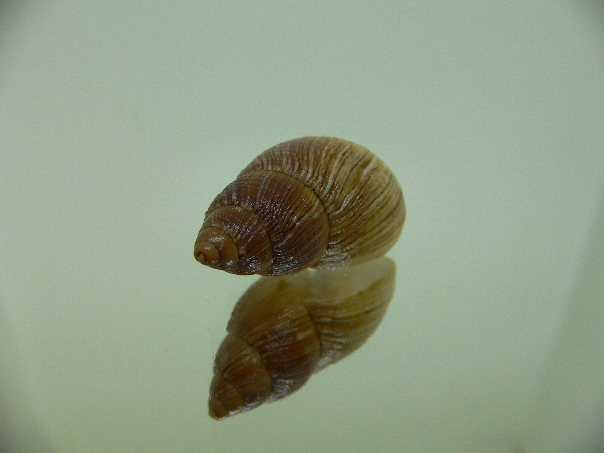 Bothriembryon leeuwinensis RARE & VERY BIG