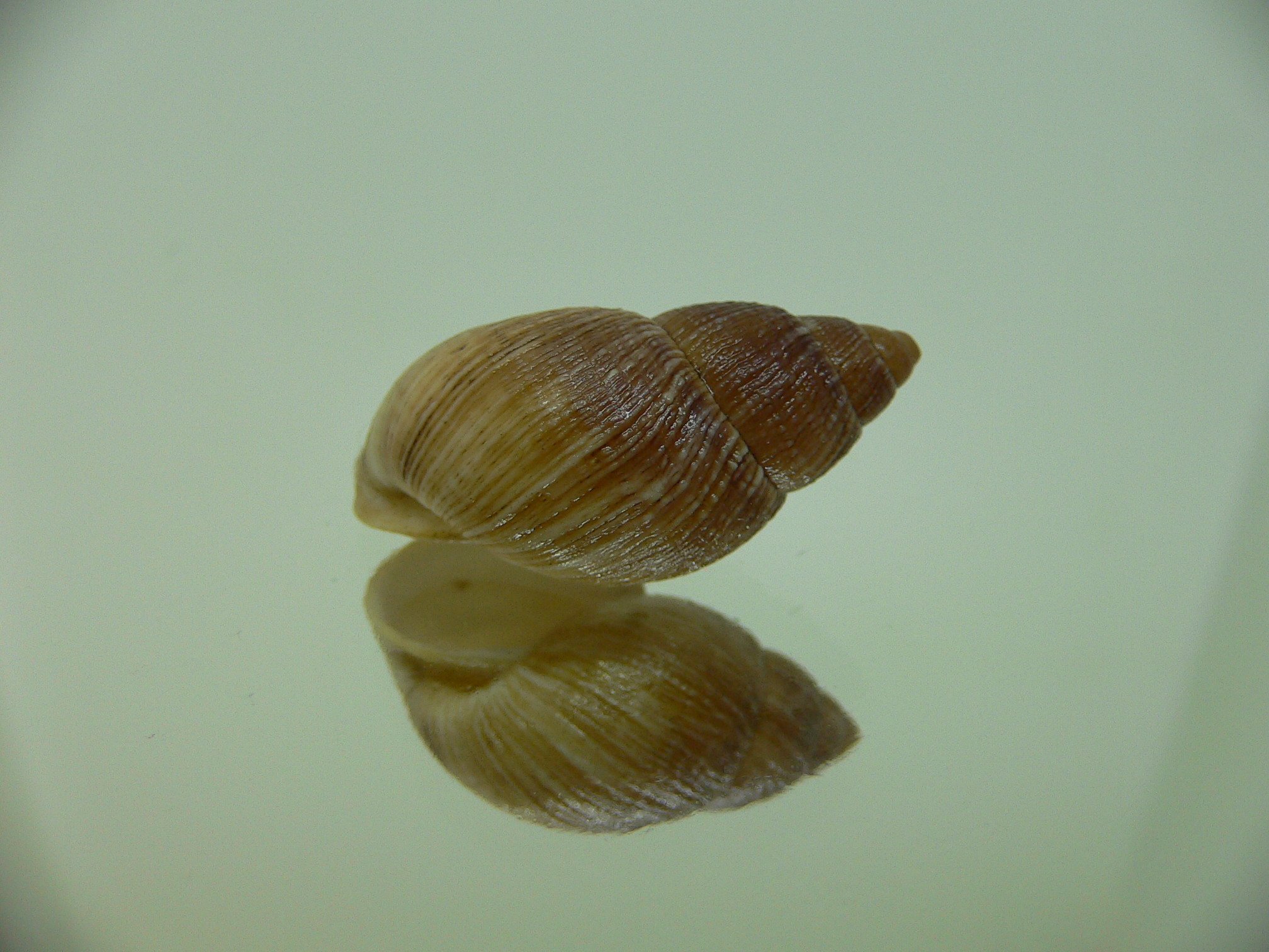 Bothriembryon leeuwinensis RARE & VERY BIG