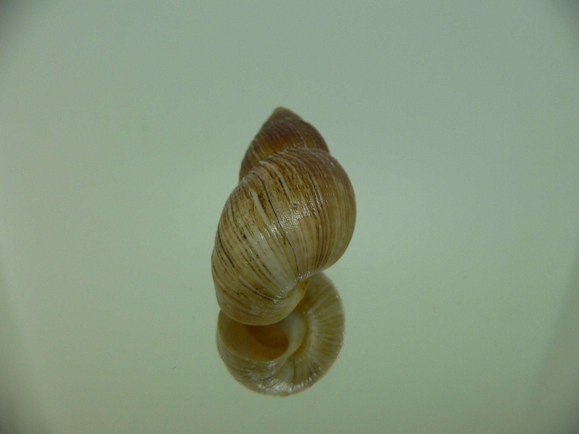 Bothriembryon leeuwinensis RARE & VERY BIG
