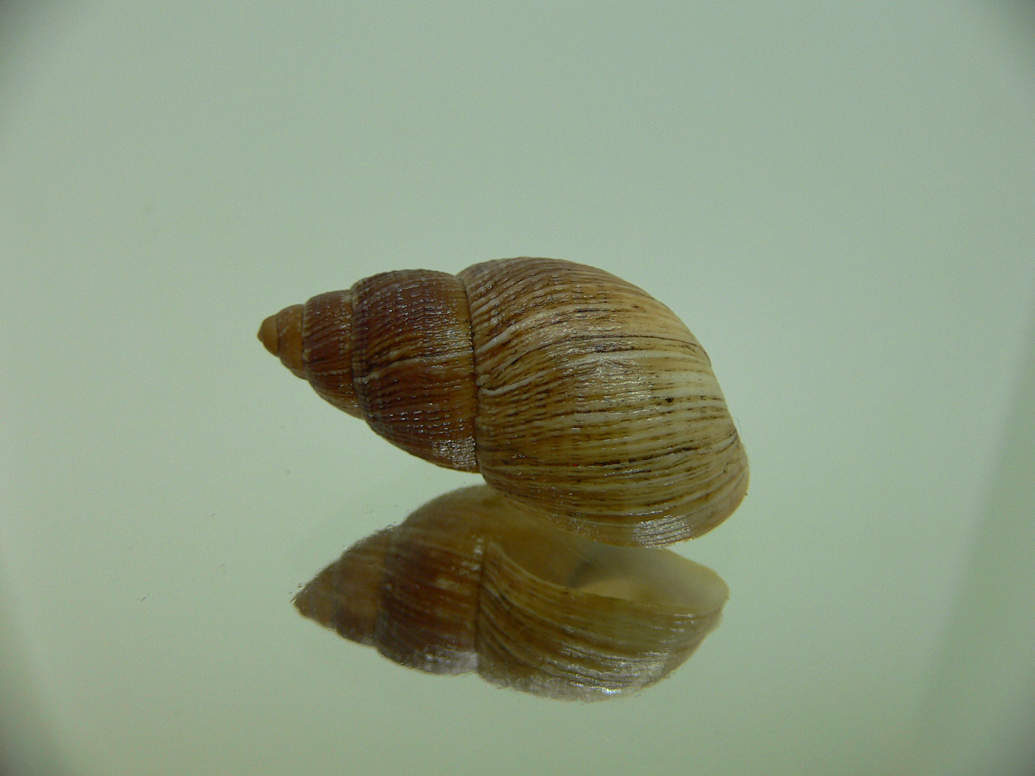 Bothriembryon leeuwinensis RARE & VERY BIG