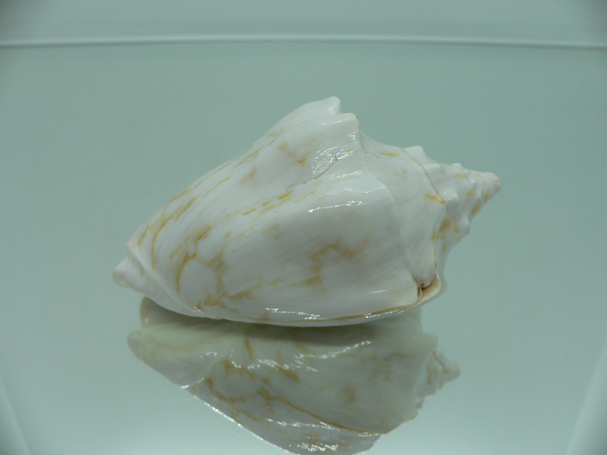 Cymbiola vespertilio agustinensis