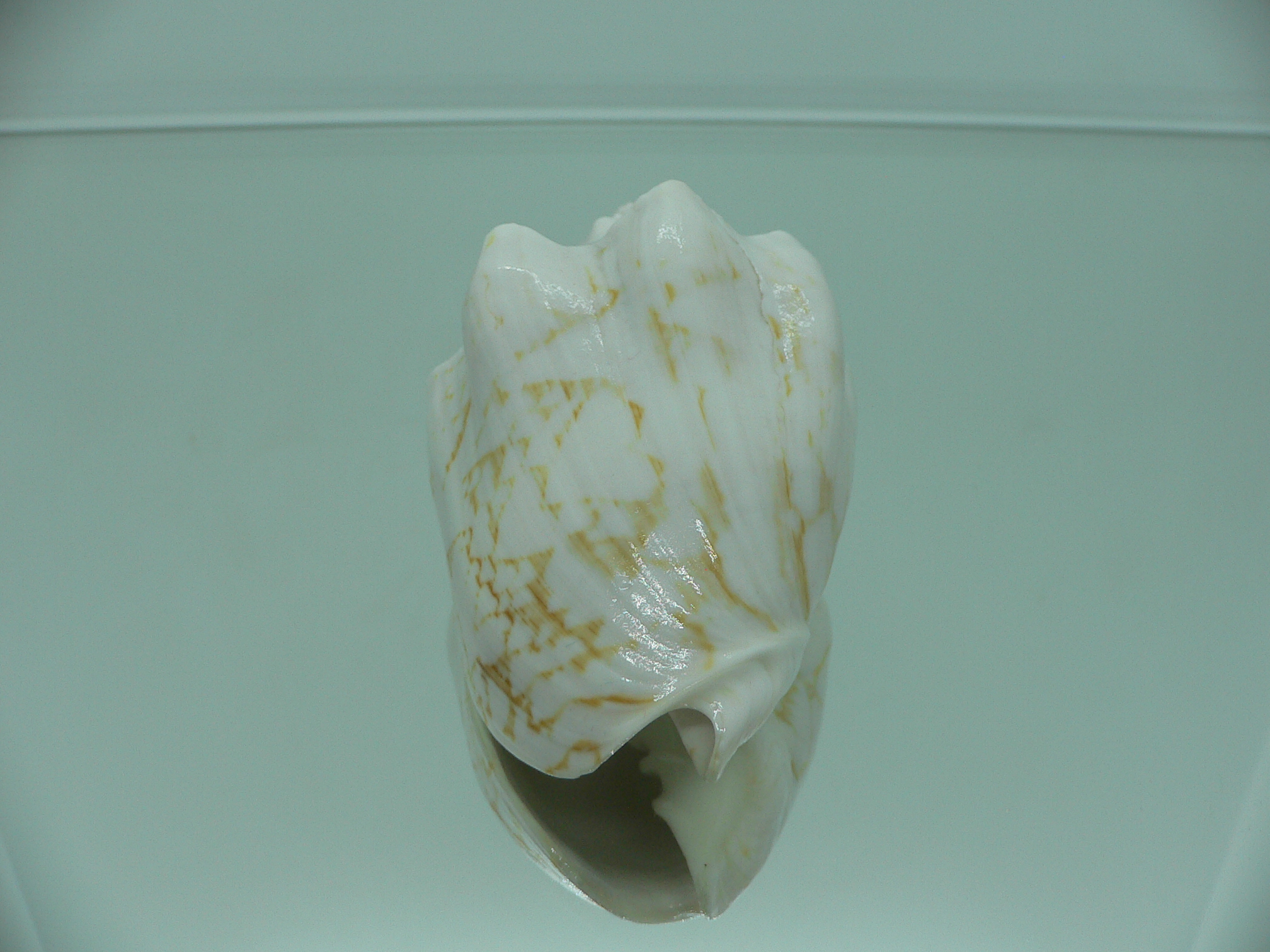 Cymbiola vespertilio agustinensis