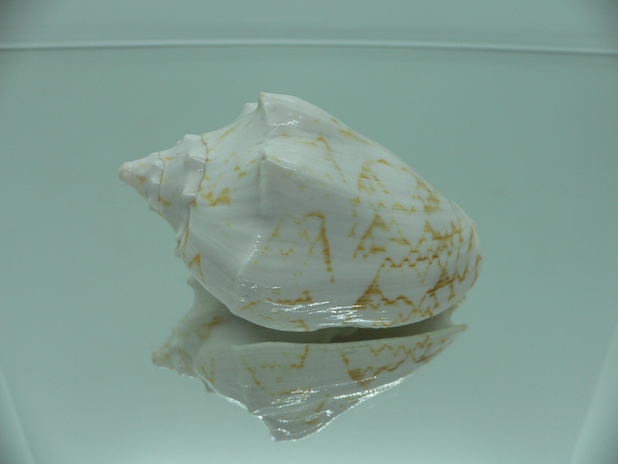 Cymbiola vespertilio agustinensis