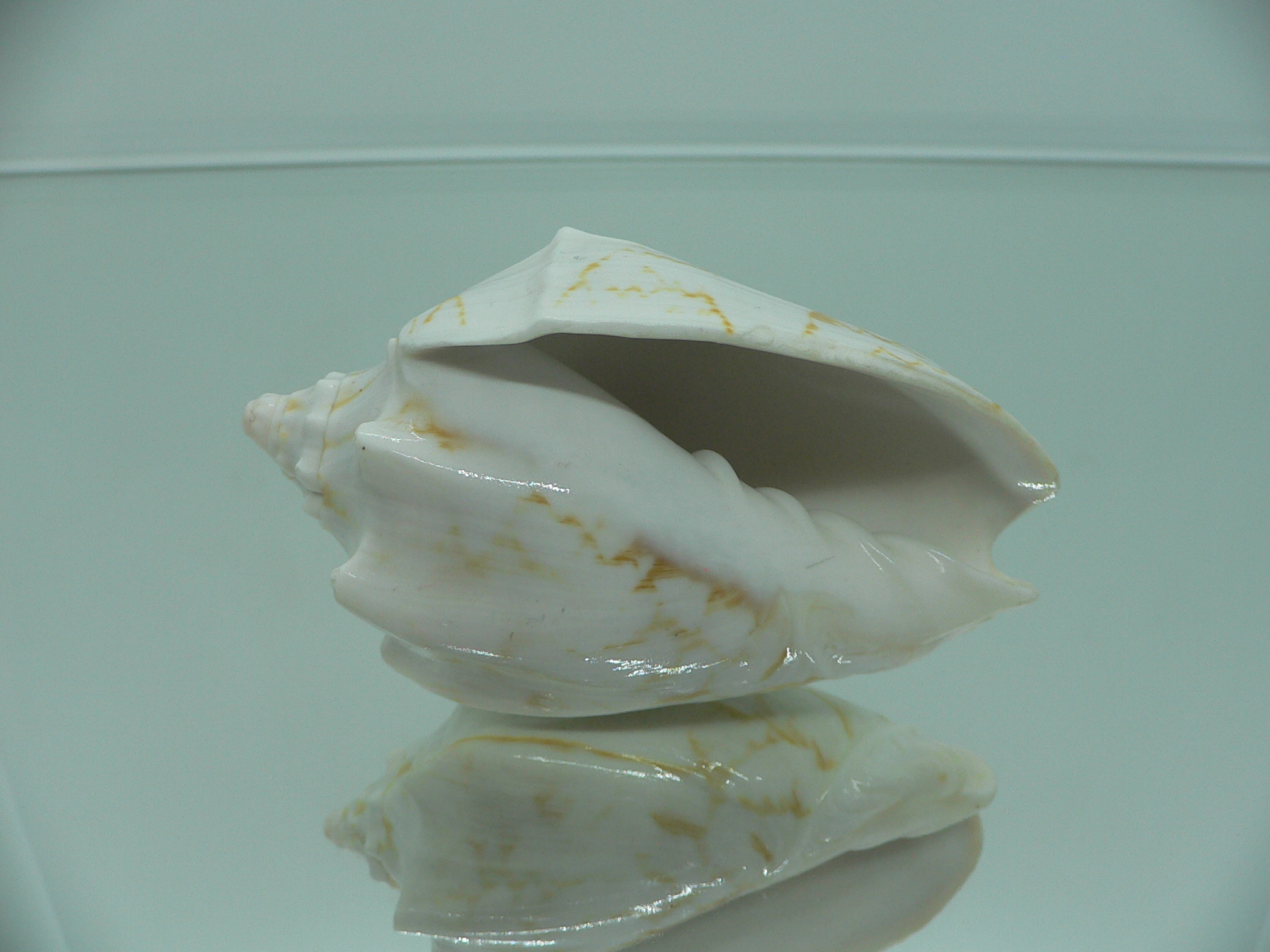 Cymbiola vespertilio agustinensis