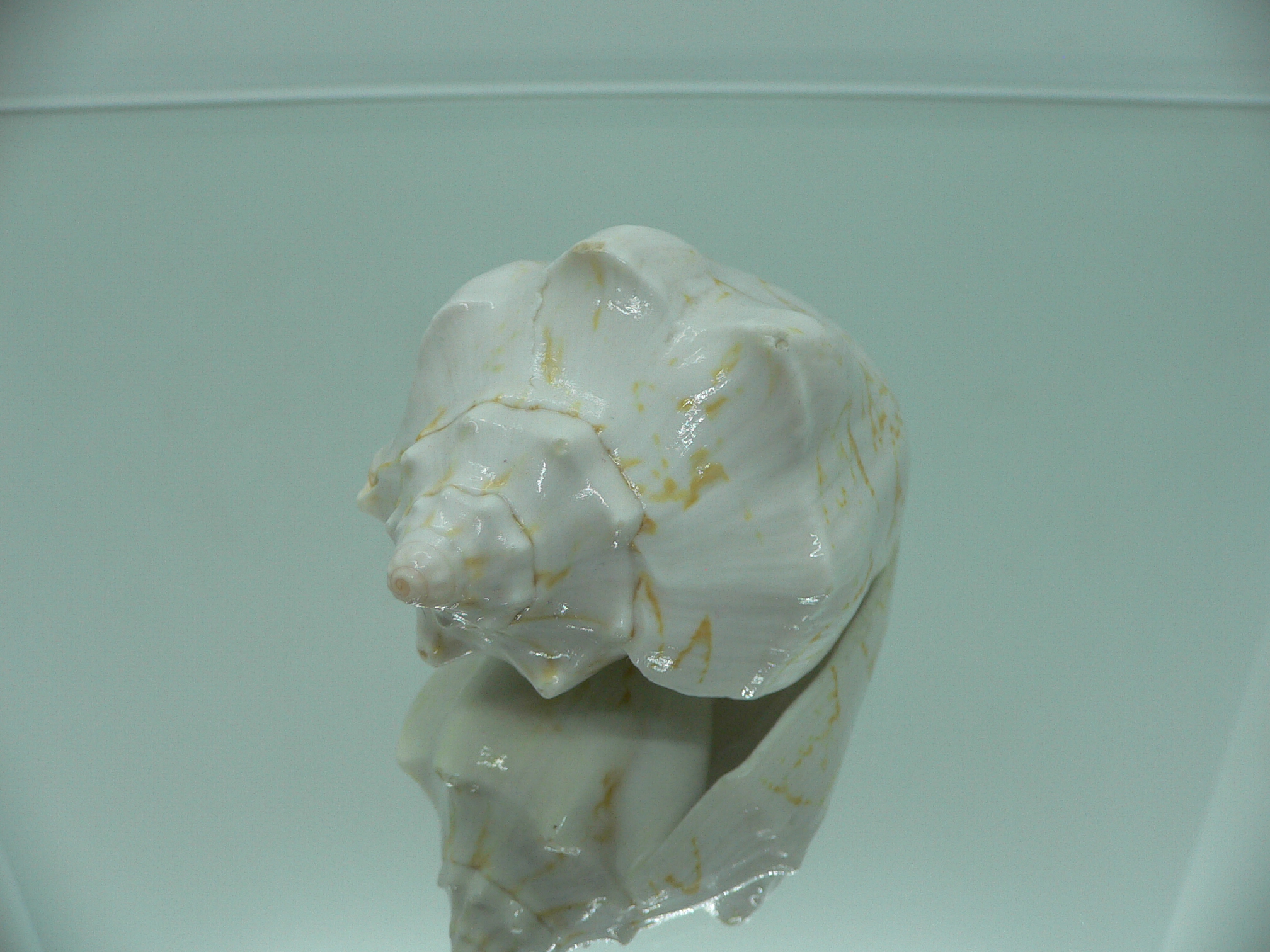 Cymbiola vespertilio agustinensis