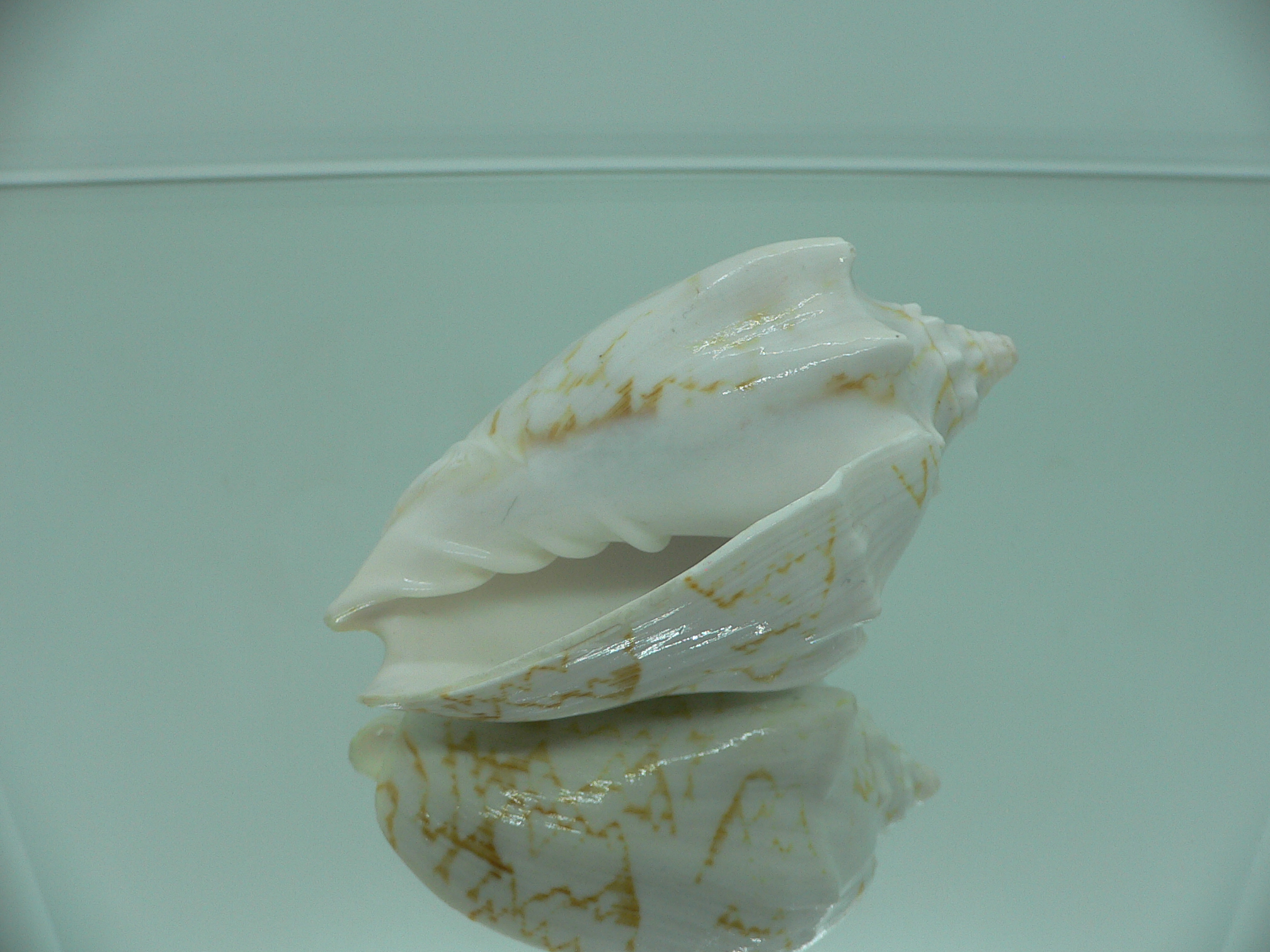 Cymbiola vespertilio agustinensis