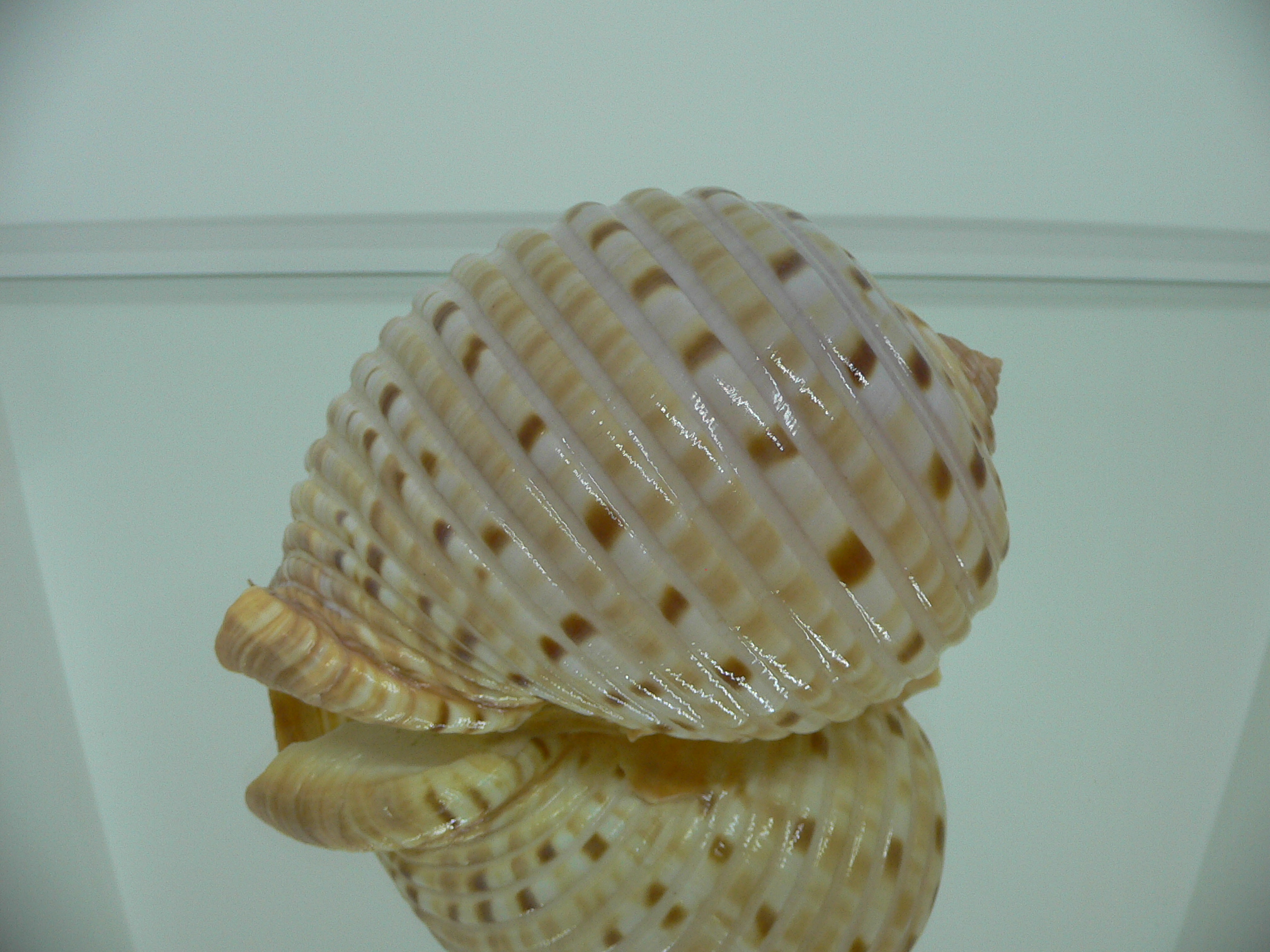 Tonna luteostoma PINK