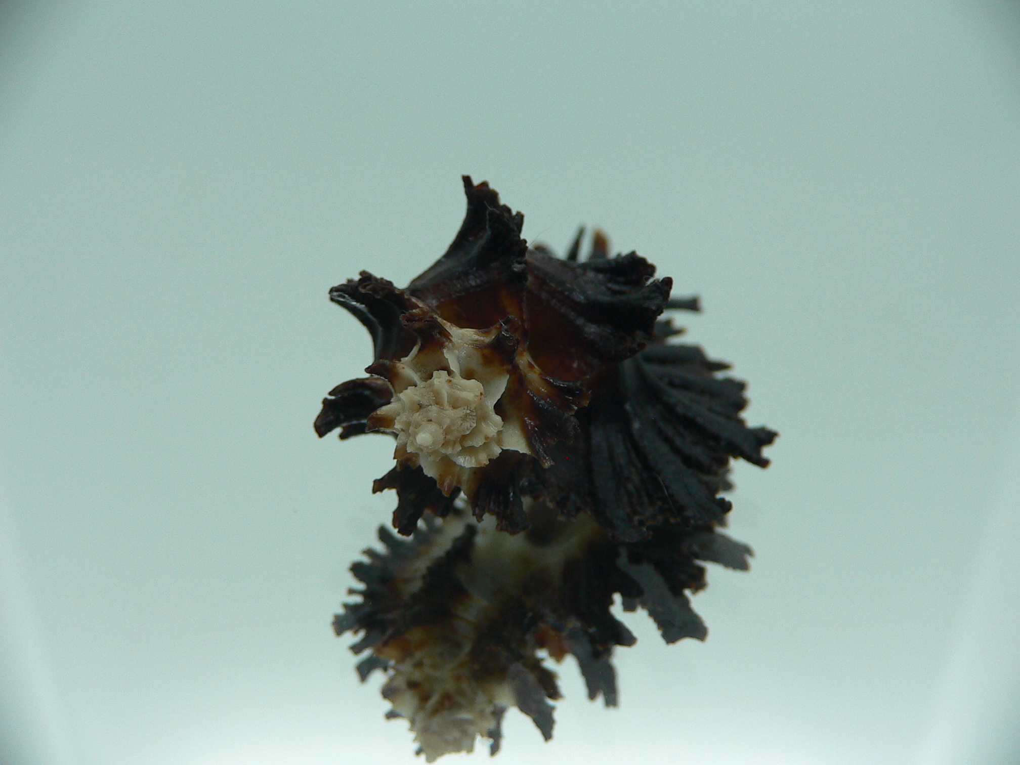 Homalocantha secunda BLACK WITH STRIPE