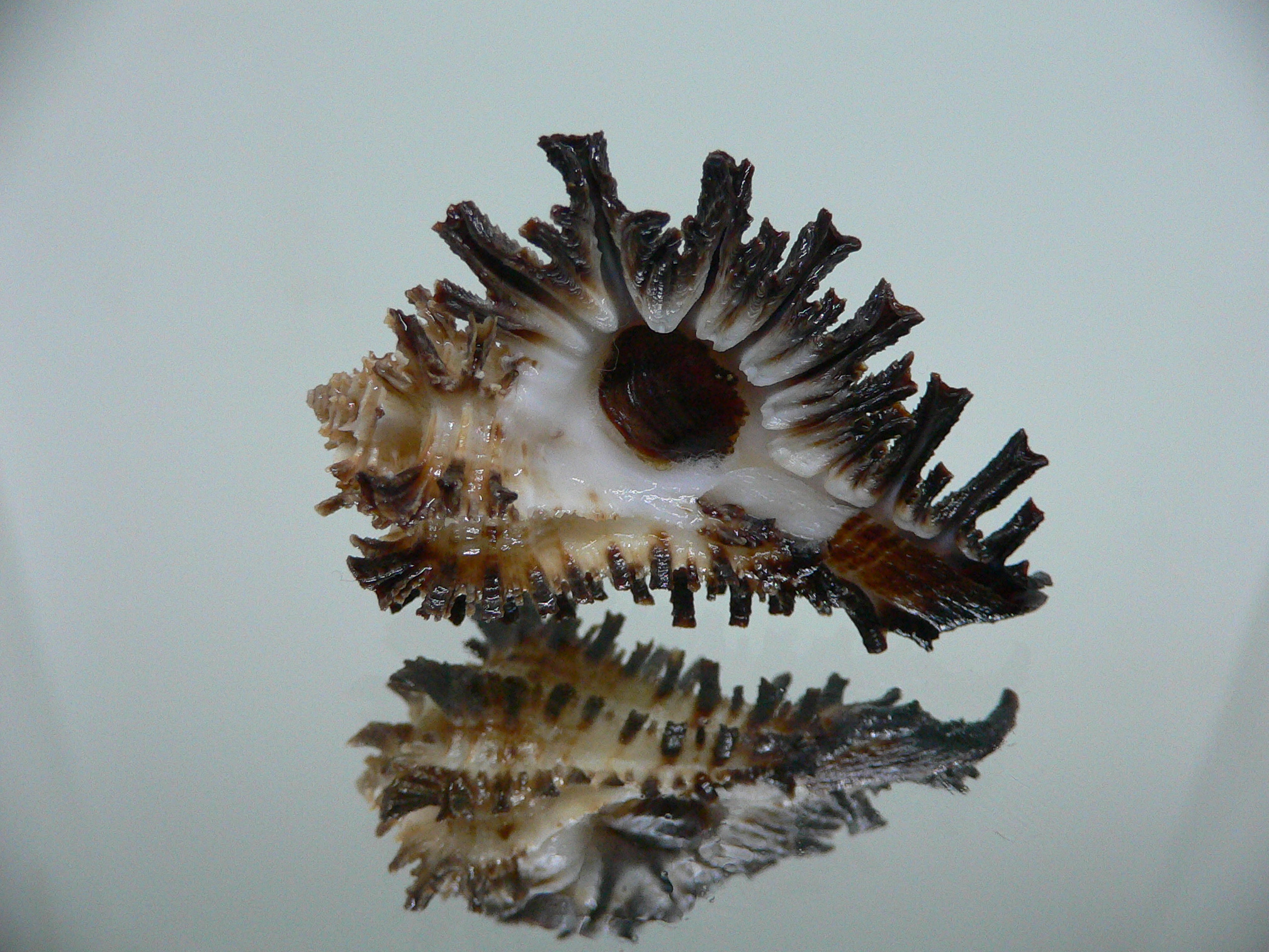 Homalocantha secunda SUPER & WIDE