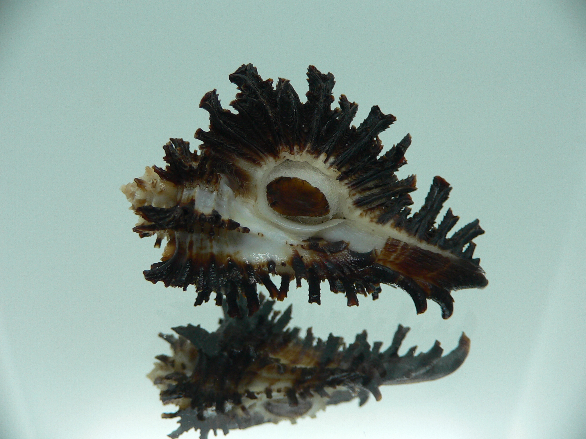 Homalocantha secunda BLACK WITH STRIPE