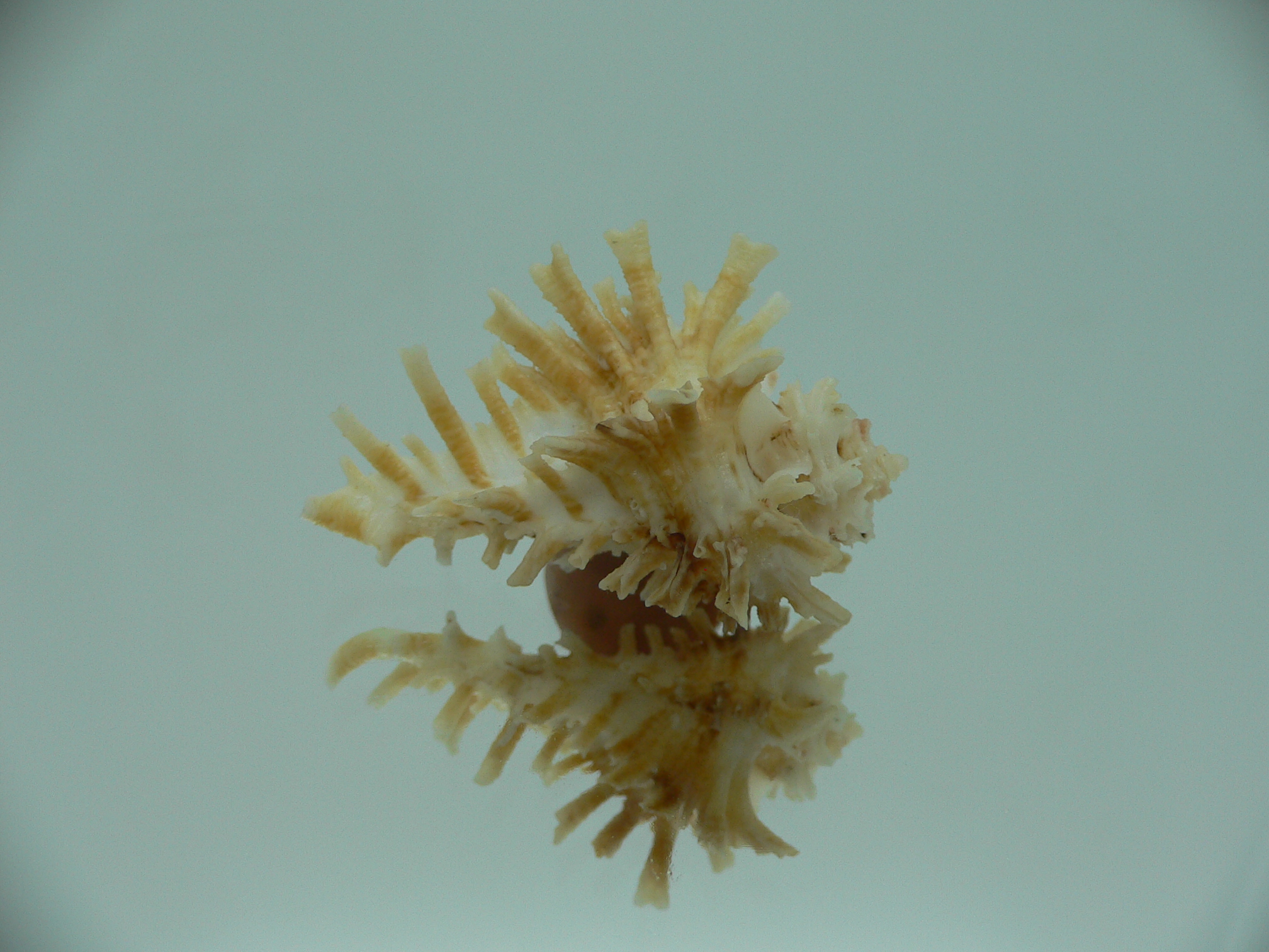Homalocantha secunda IDEAL & LONG FINGERS