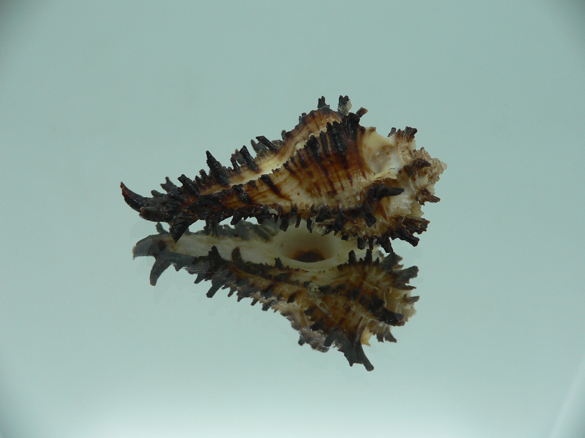 Homalocantha secunda BLACK WITH STRIPE