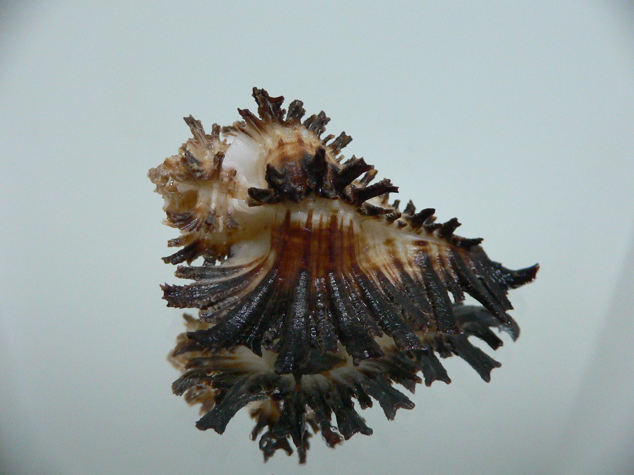 Homalocantha secunda SUPER & WIDE