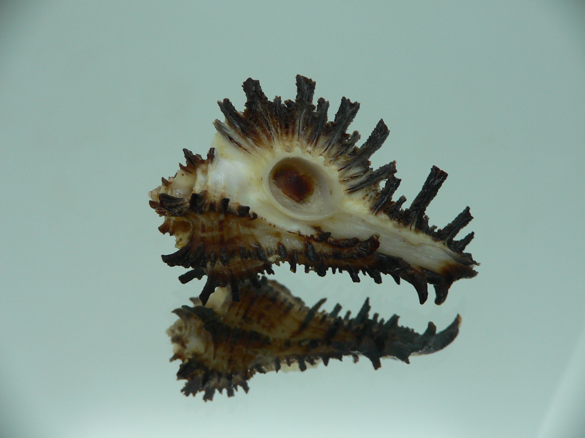 Homalocantha secunda BLACK WITH STRIPE