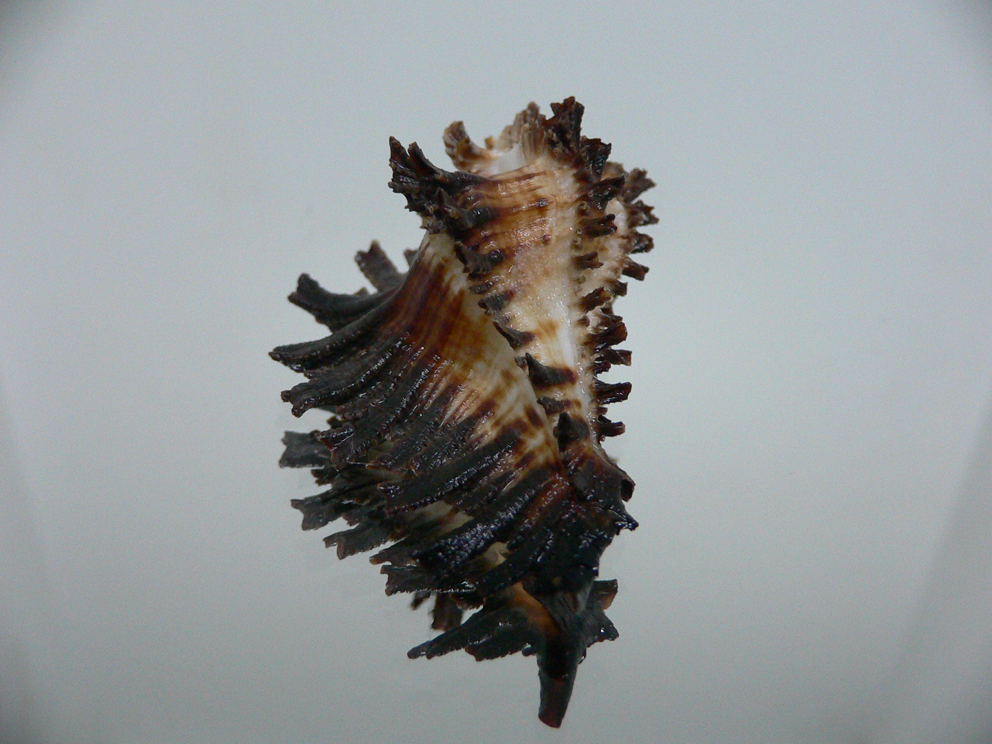 Homalocantha secunda SUPER & WIDE