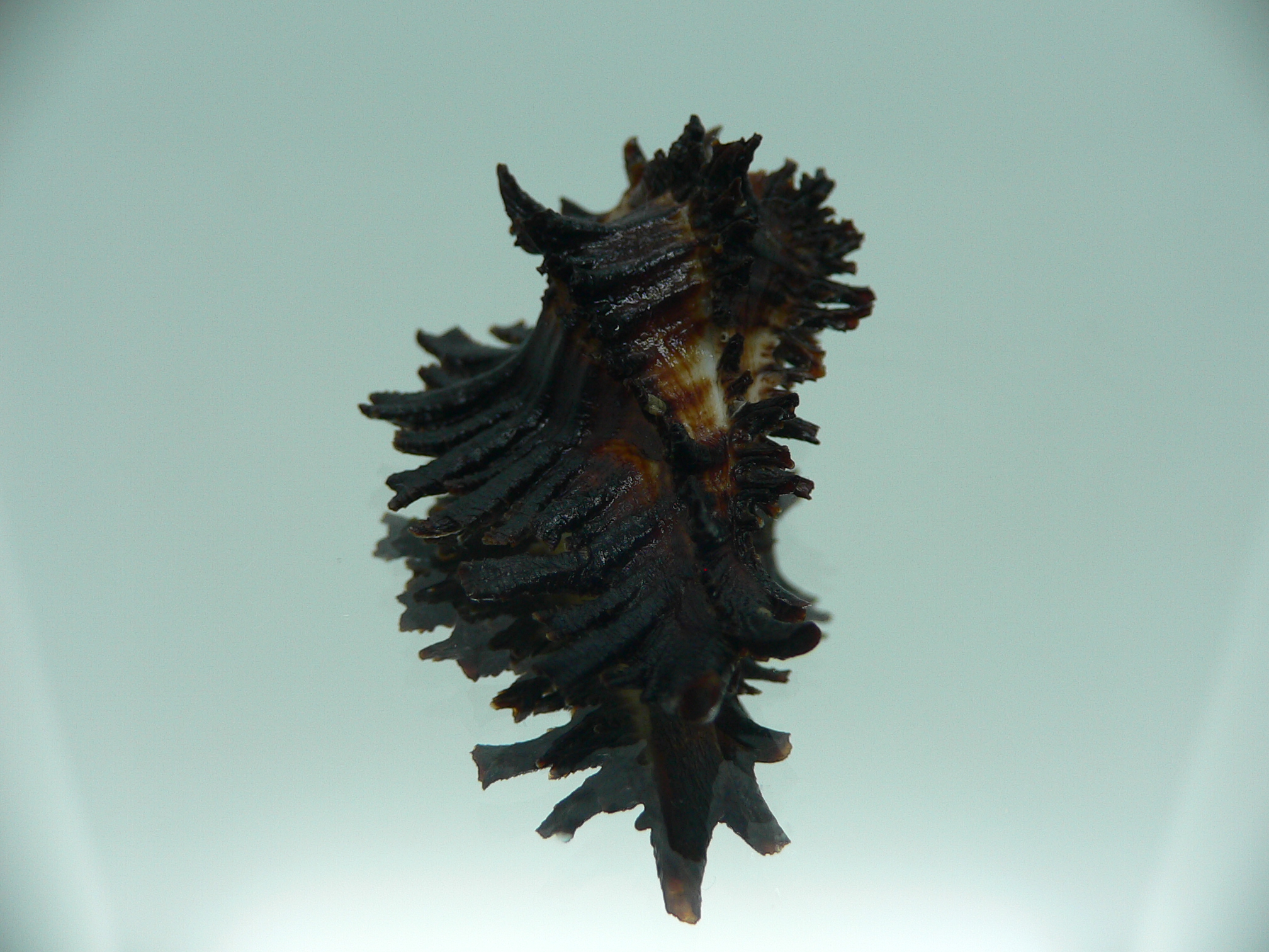 Homalocantha secunda BLACK WITH STRIPE