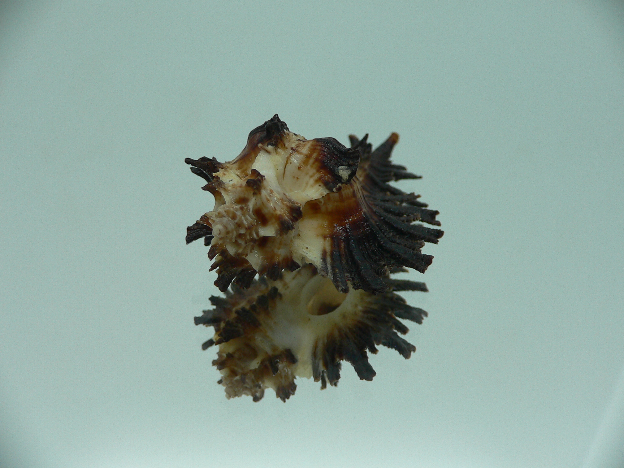 Homalocantha secunda BLACK WITH STRIPE