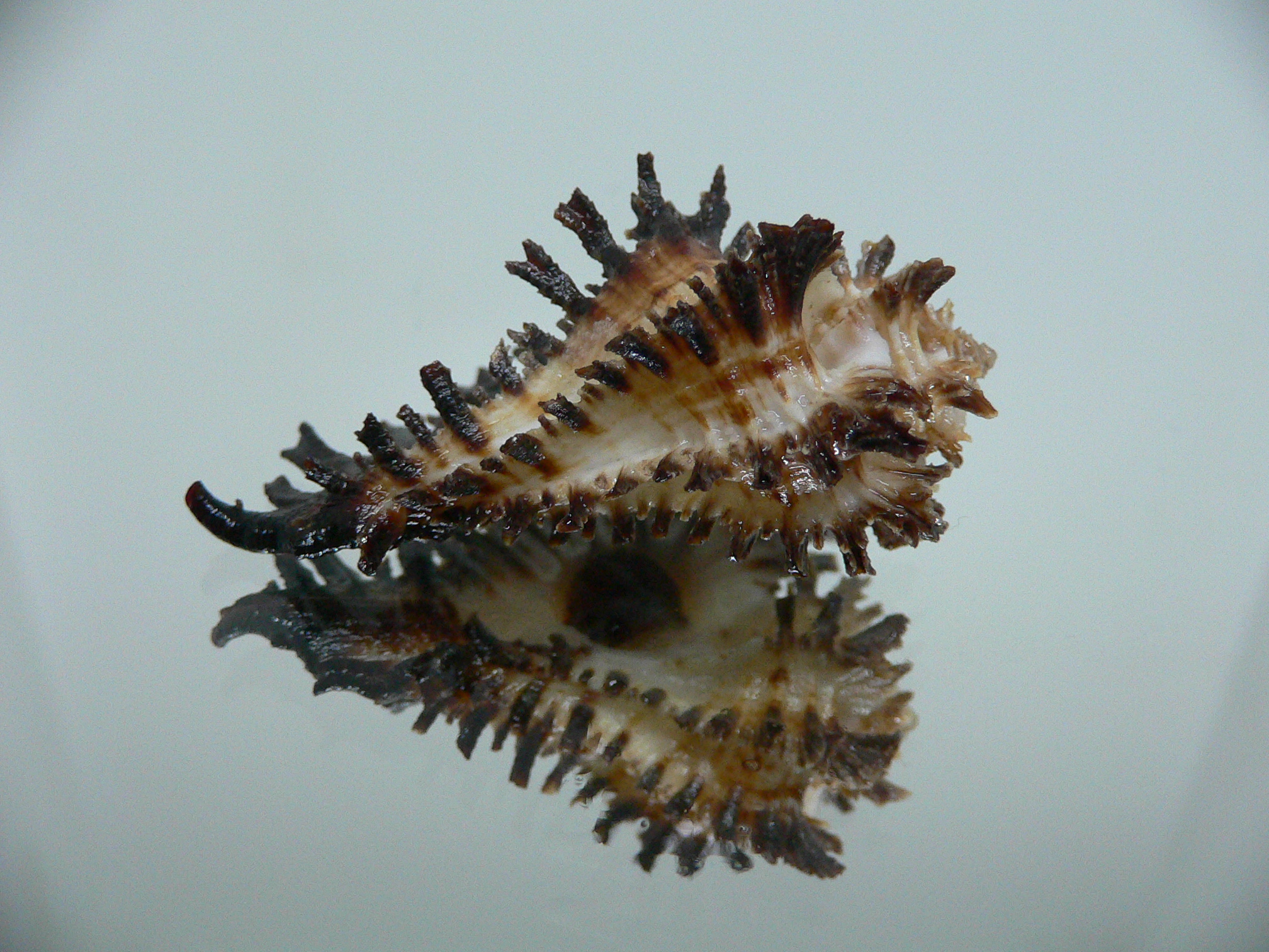 Homalocantha secunda SUPER & WIDE