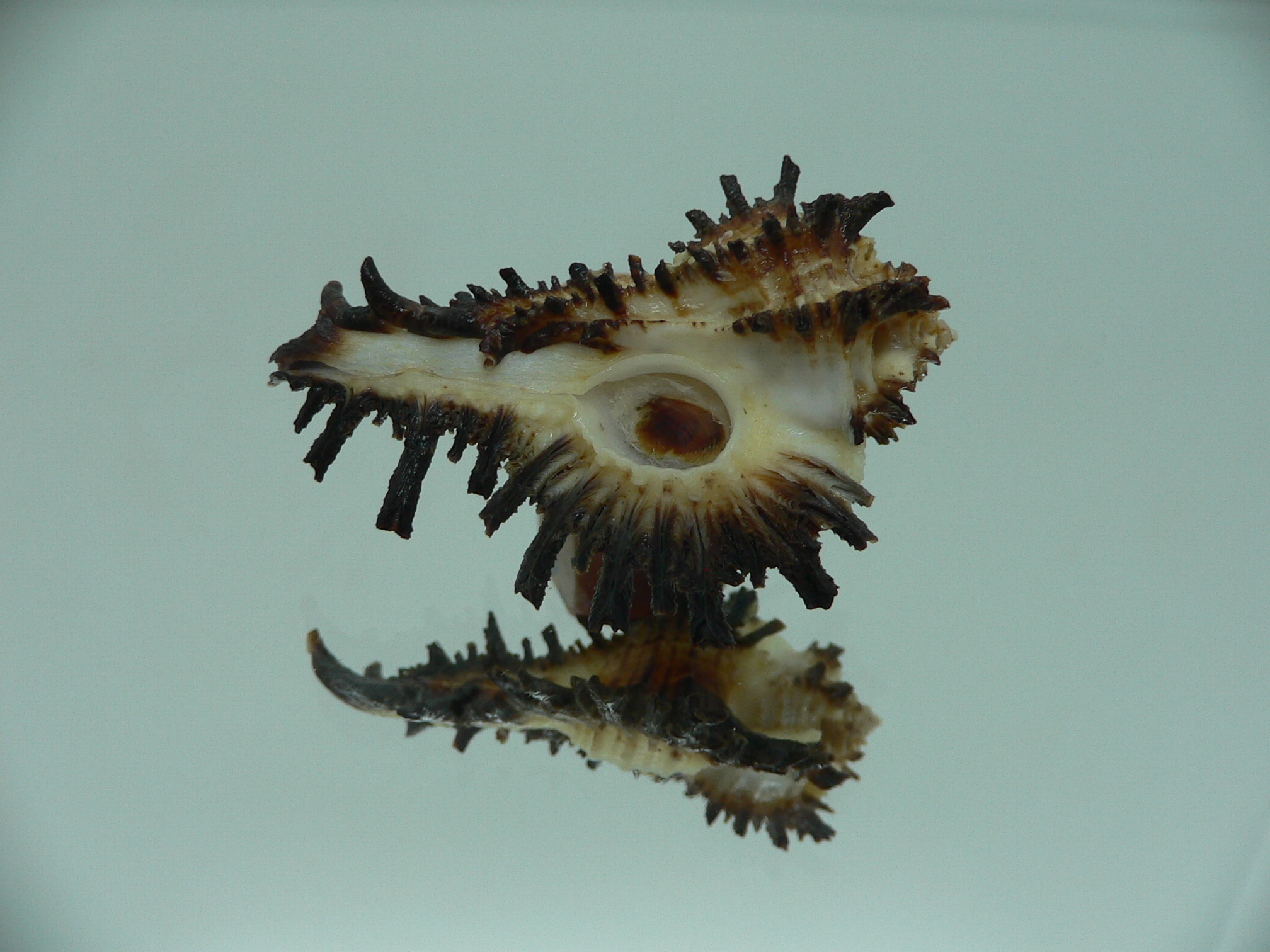 Homalocantha secunda BLACK WITH STRIPE